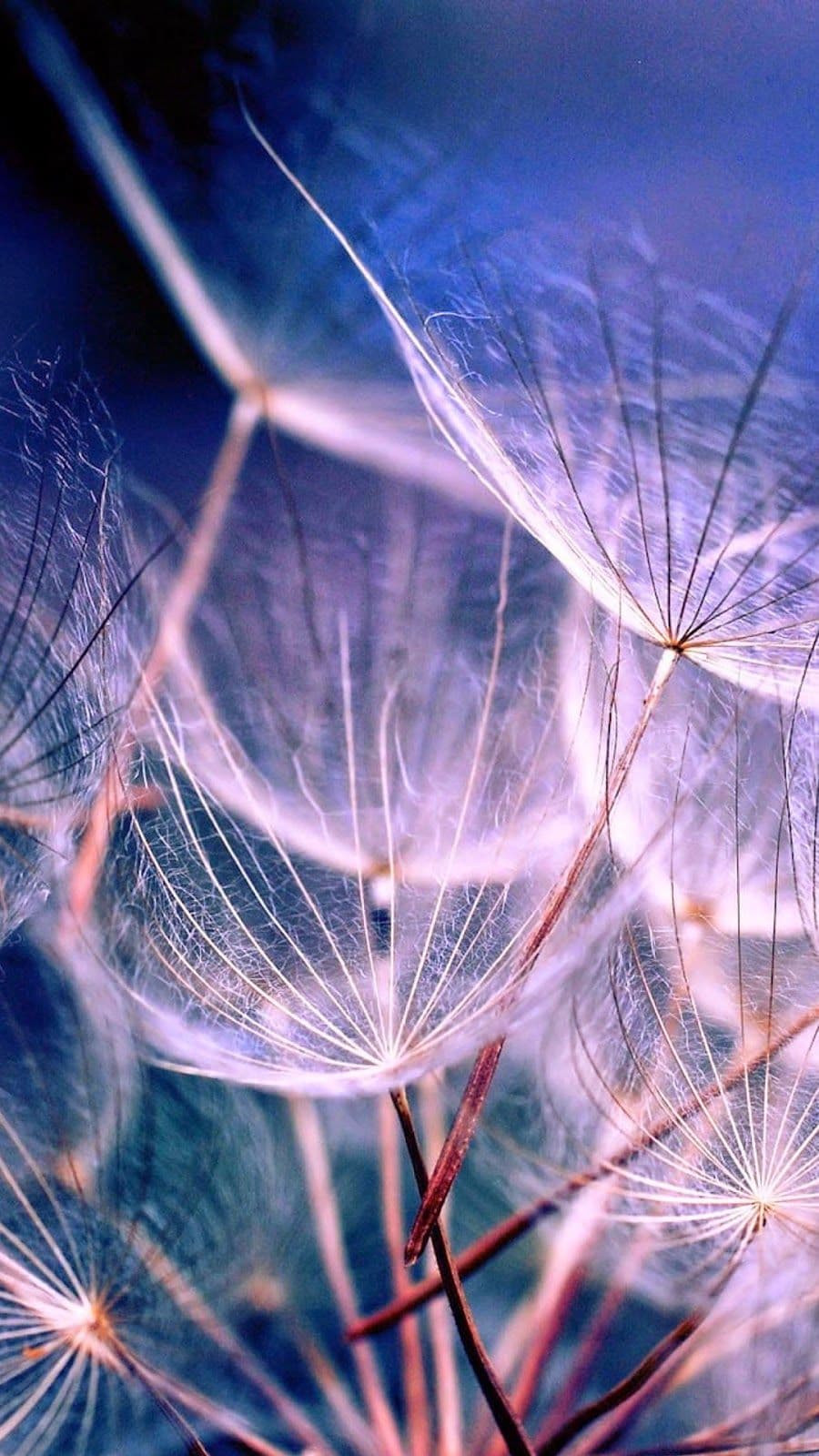 Wallpaper