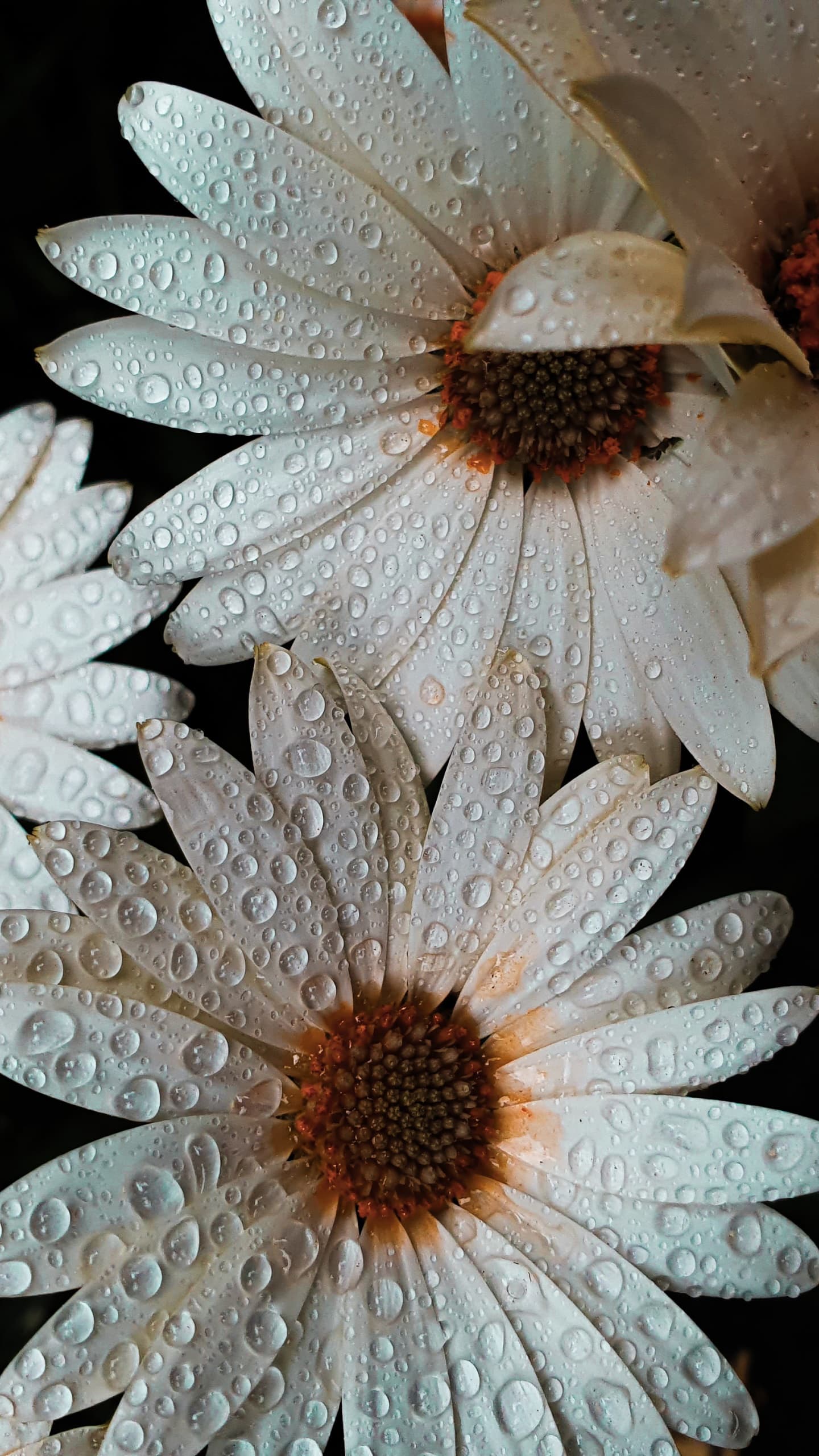 Daisy Flowers White Flowers Dew Drops Water Drops x