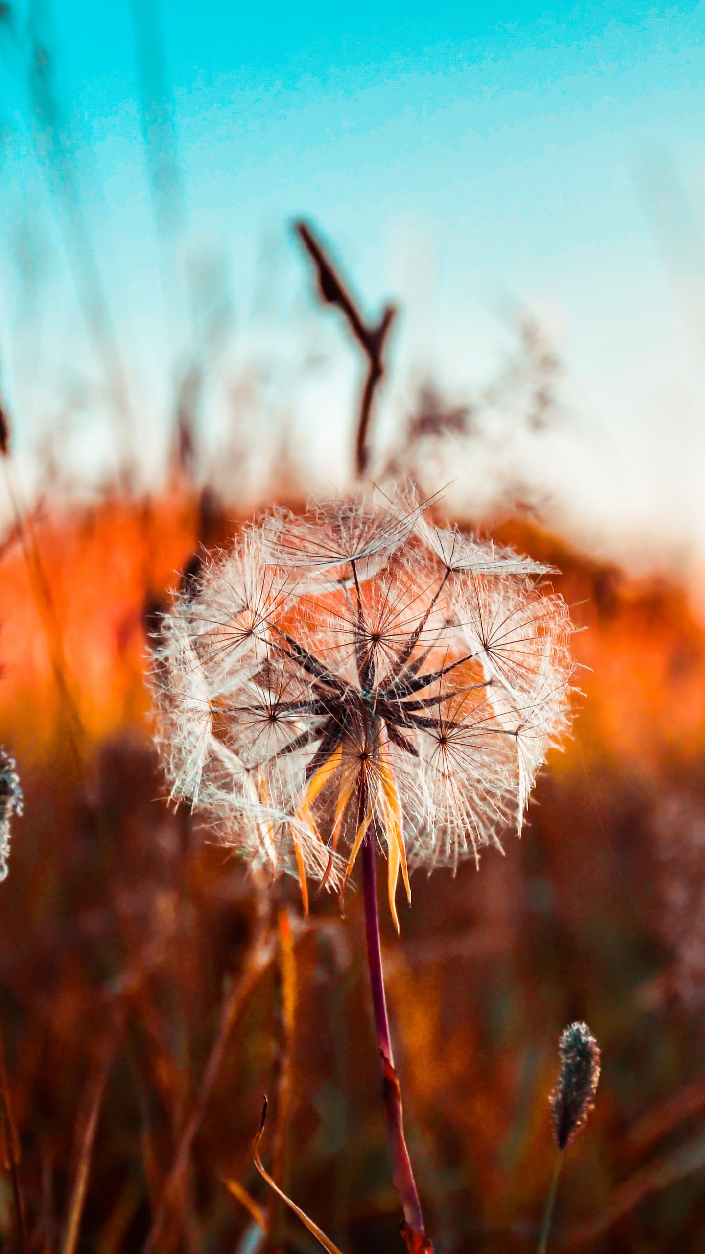 Dandelion Flower Summer Sunset Fields Landscape 5k x
