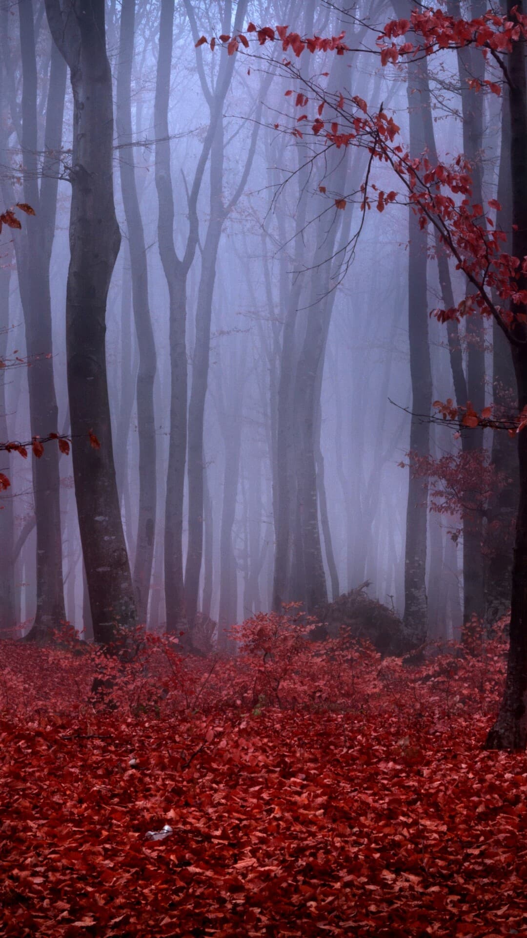 Aesthetic Wallpaper #2698