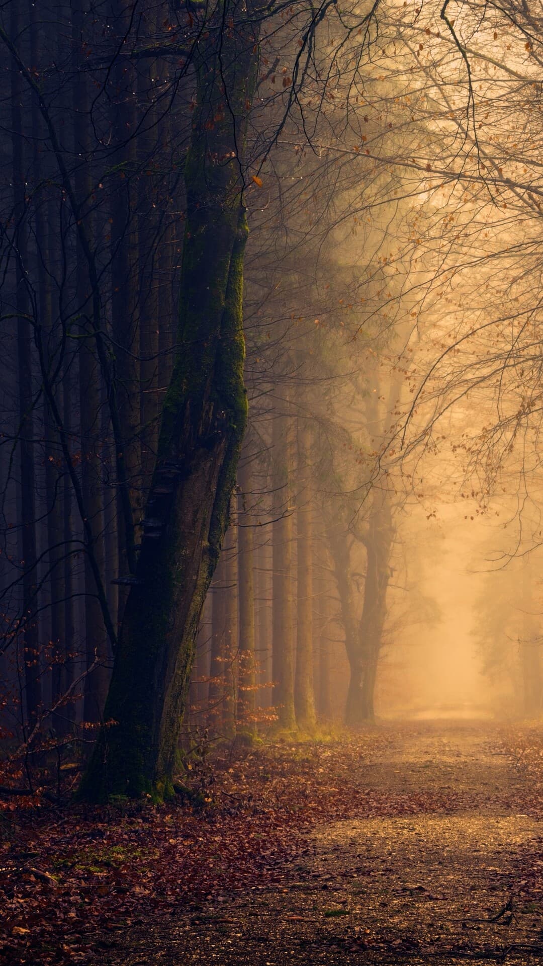 Aesthetic Wallpaper #1762