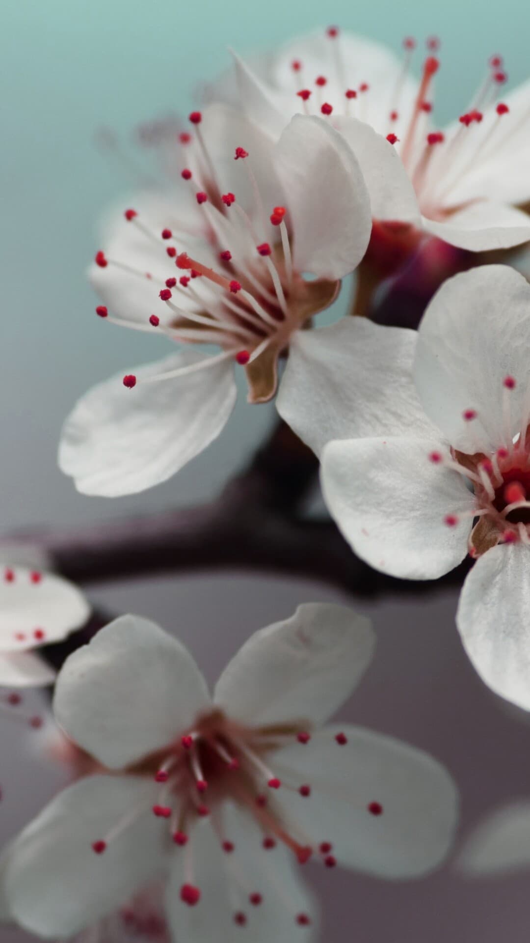 Aesthetic Wallpaper #1692