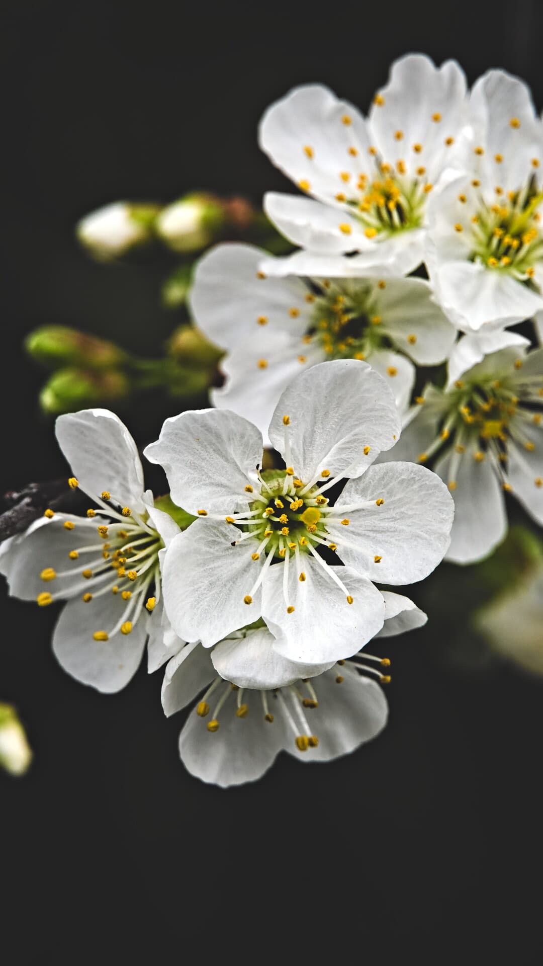 Aesthetic Wallpaper #637