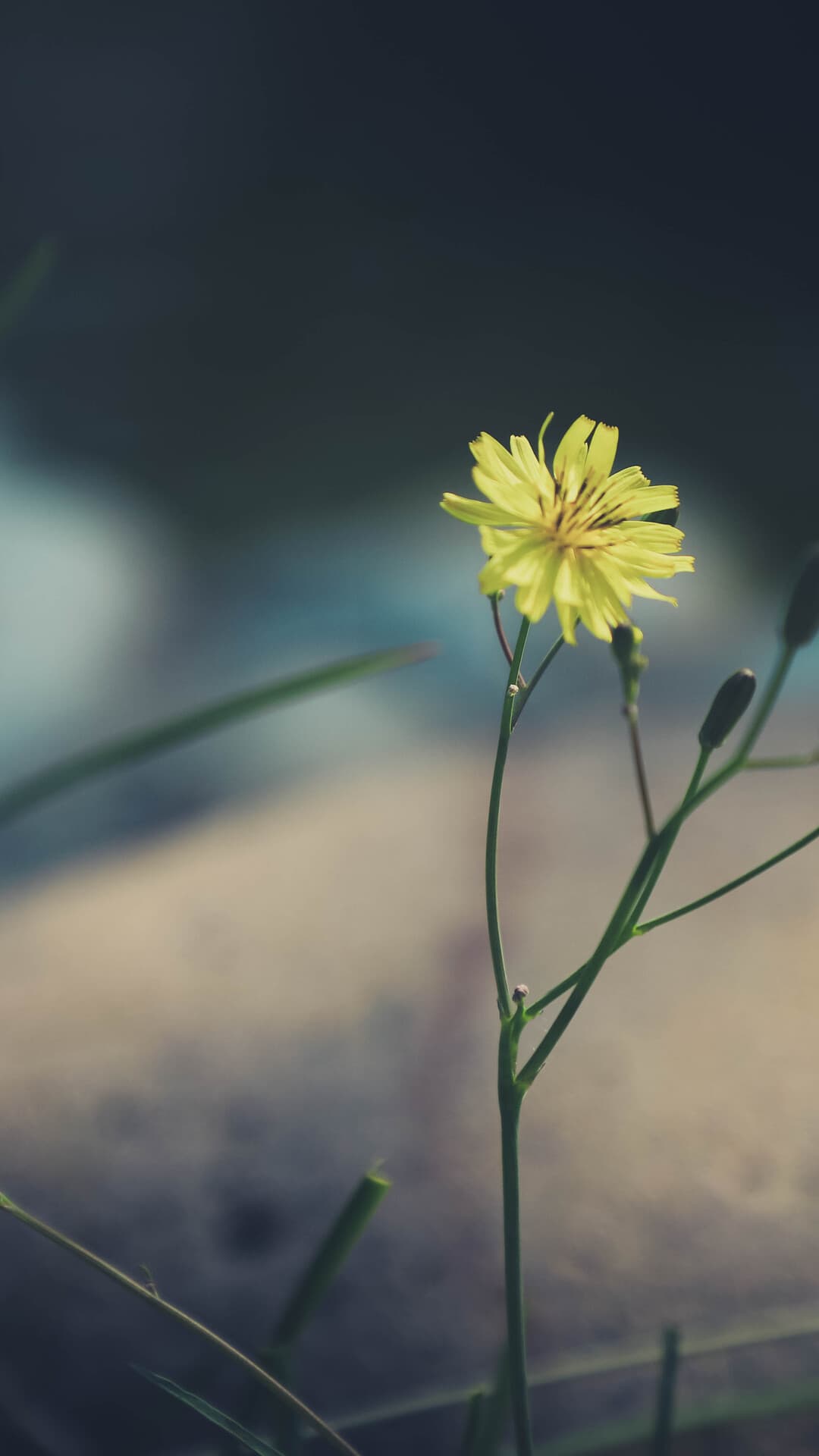 Aesthetic Wallpaper #5192