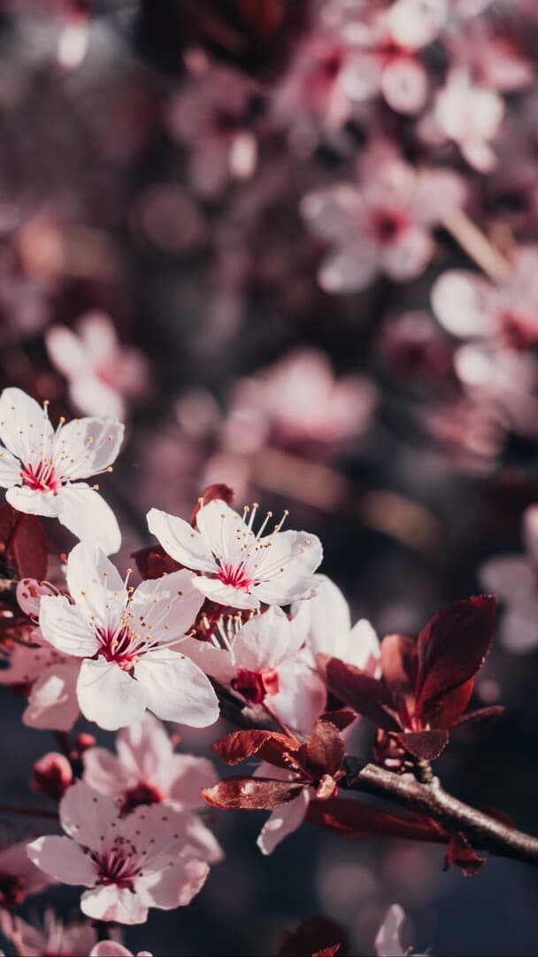 Aesthetic Wallpaper #1437