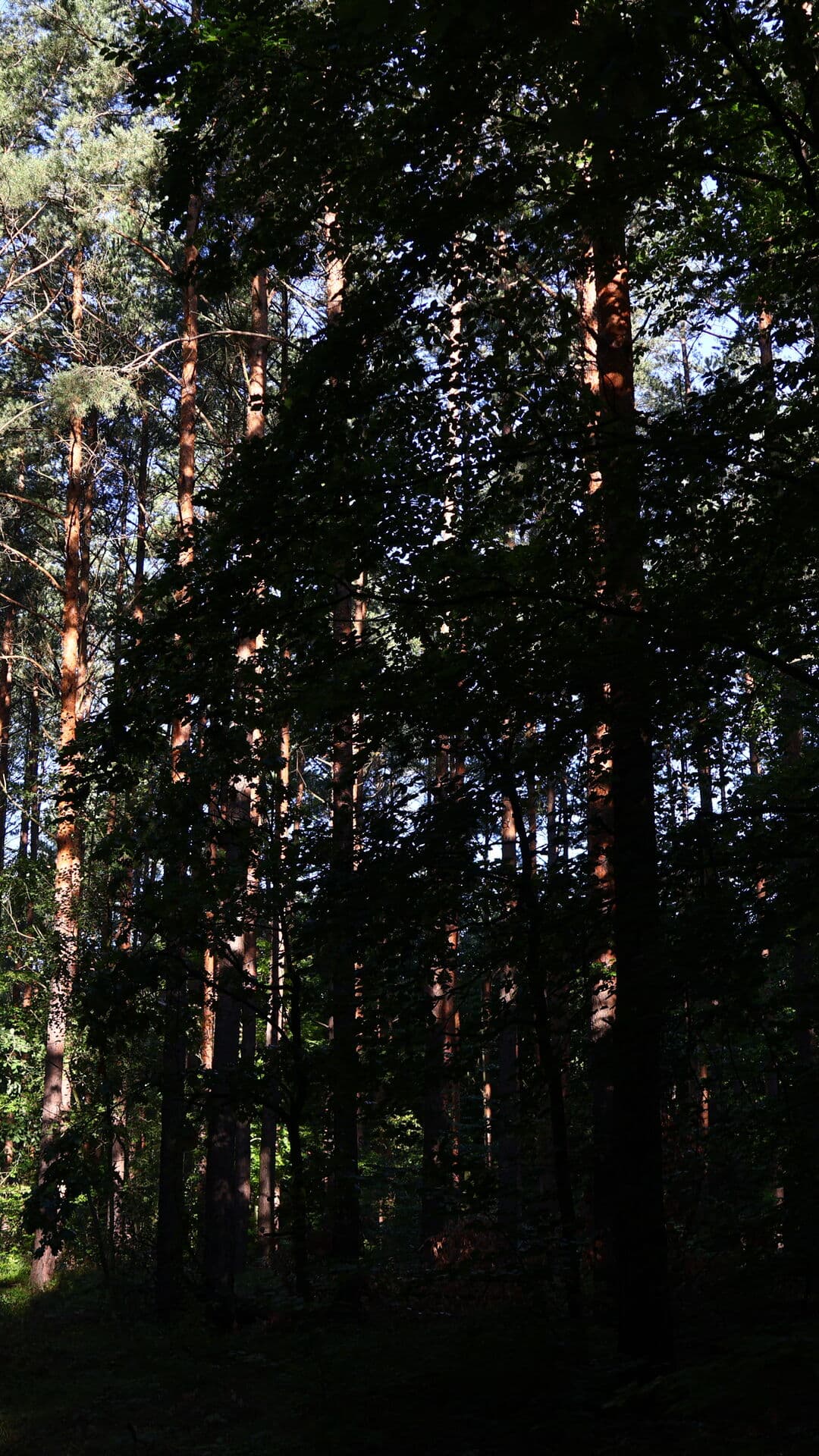 Aesthetic Wallpaper #3827