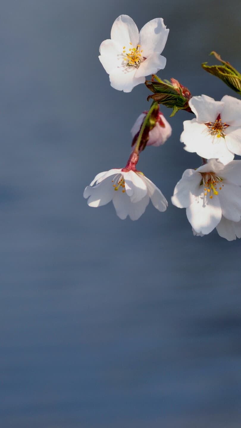 Aesthetic Wallpaper #908