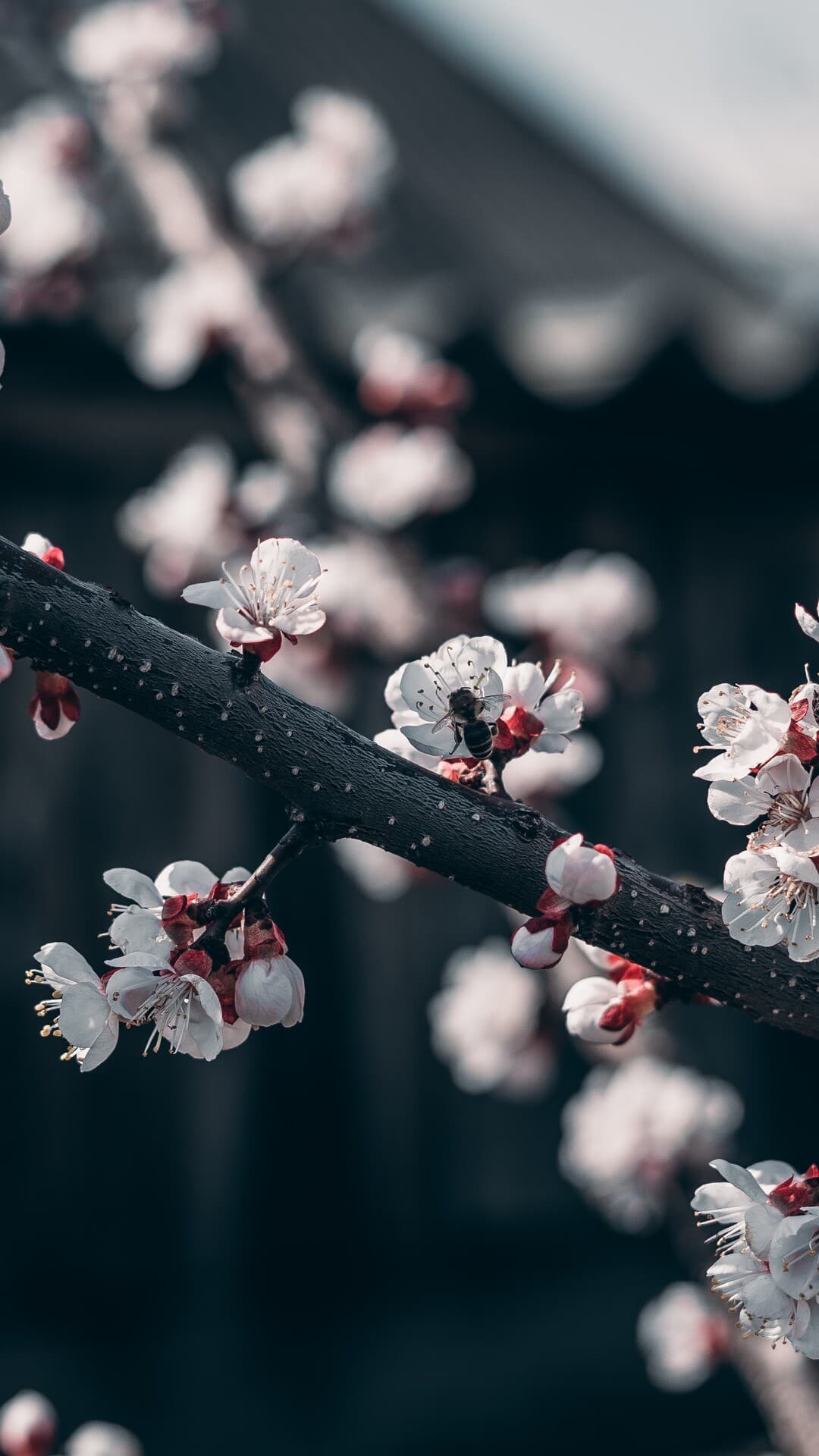 Aesthetic Wallpaper #1634