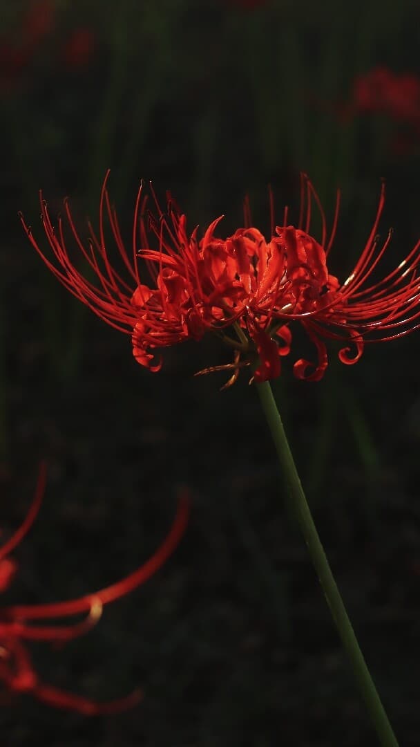 Aesthetic Wallpaper #4035