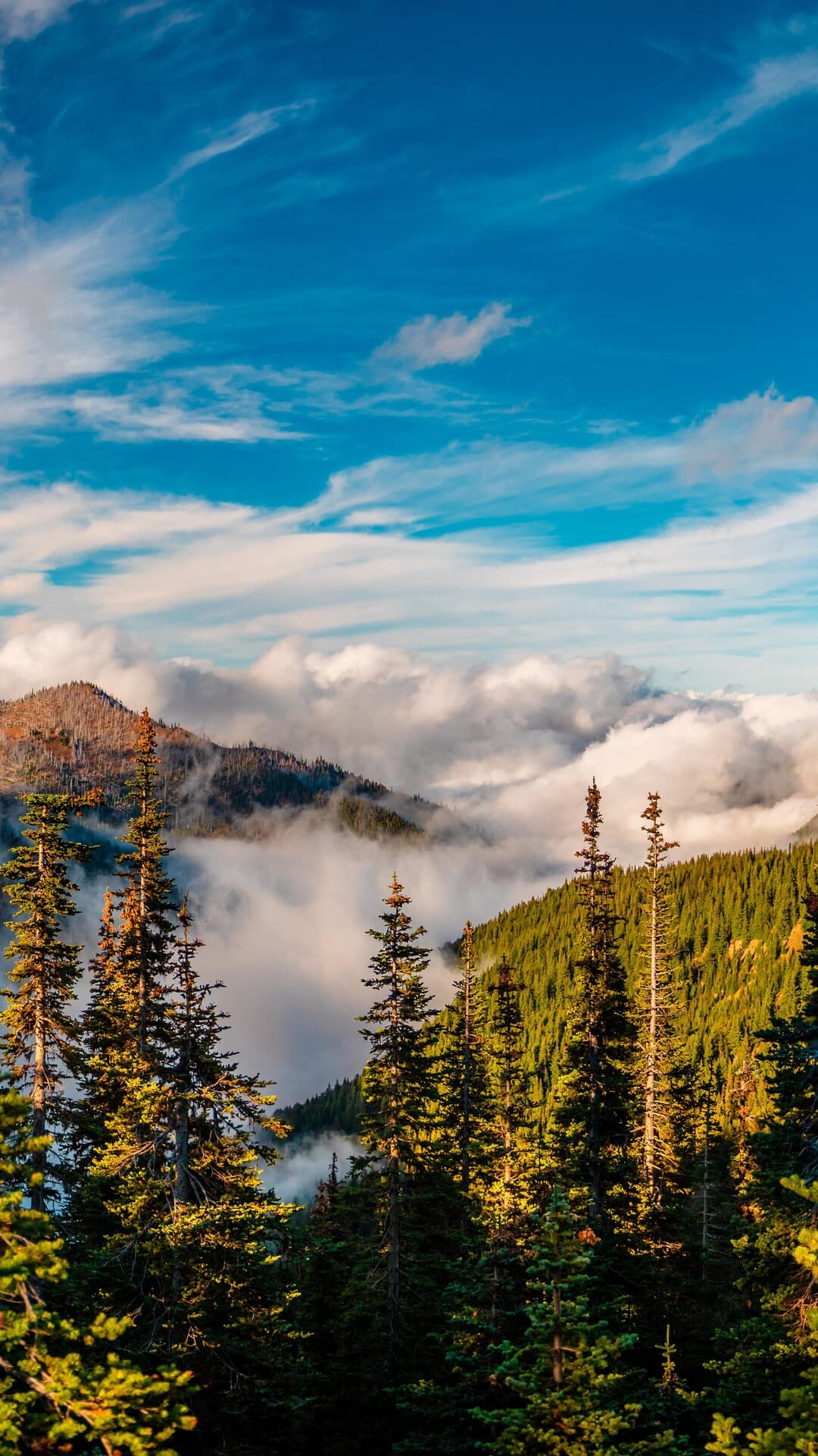 Aesthetic Wallpaper #812