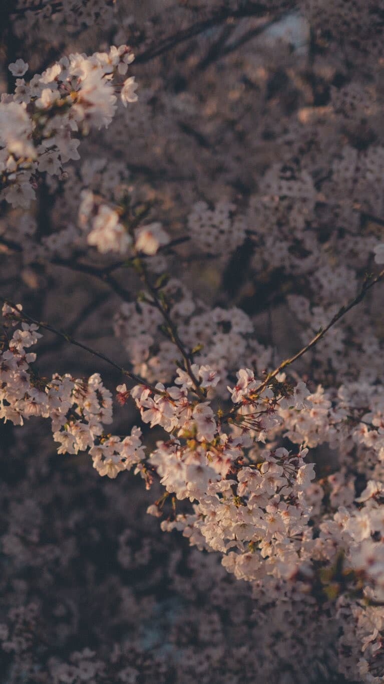 Aesthetic Wallpaper #5526