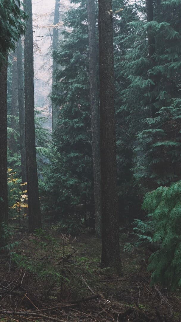 Aesthetic Wallpaper #1705