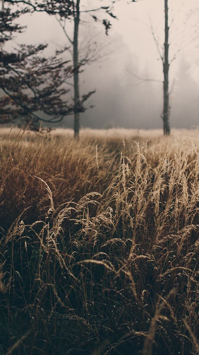 Aesthetic Wallpaper #1384