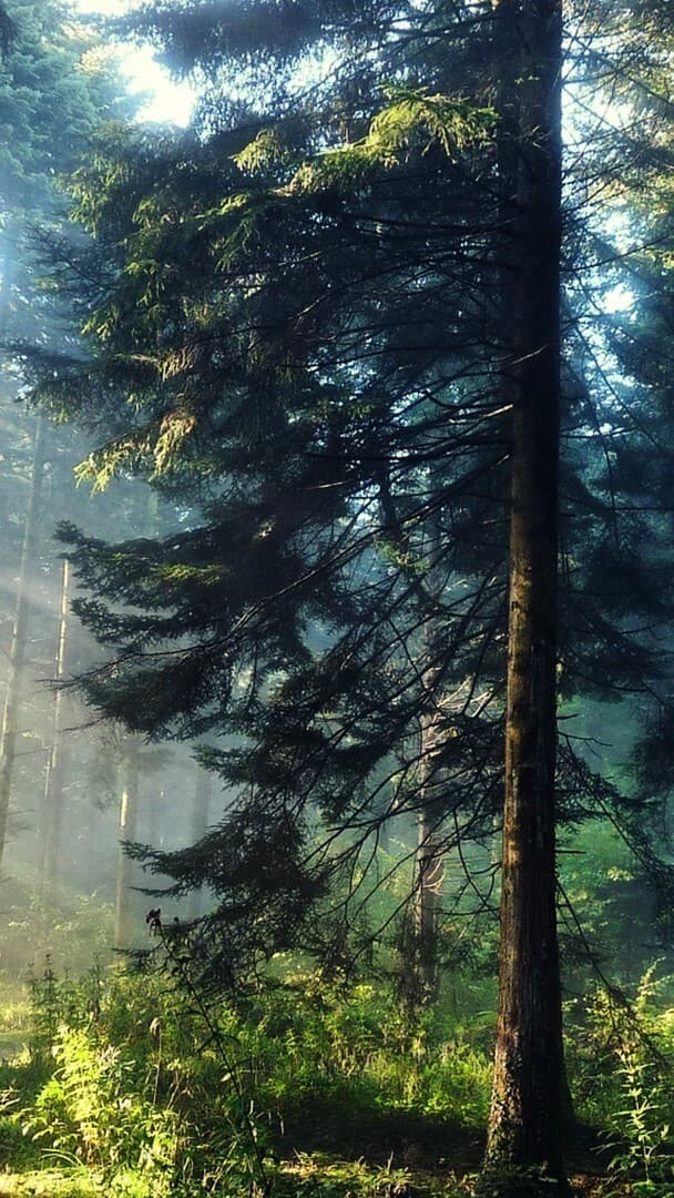 Aesthetic Wallpaper #1083