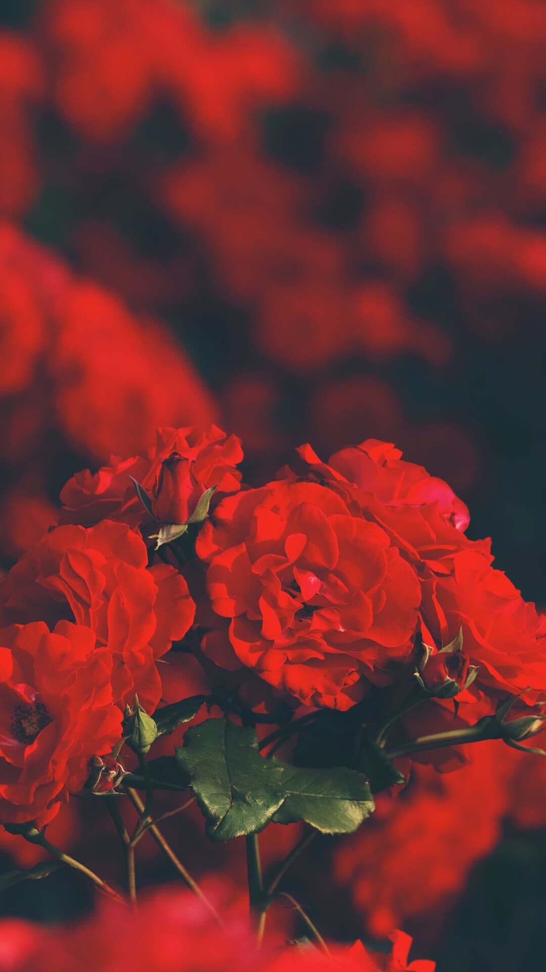 Aesthetic Wallpaper #1635