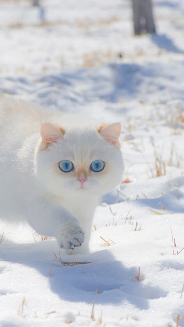 Aesthetic Wallpaper #1861