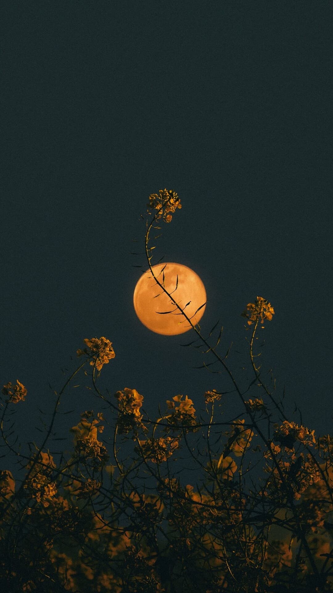 Aesthetic Wallpaper #250 - free HD phone wallpaper for iPhone and Android, 1284x2778