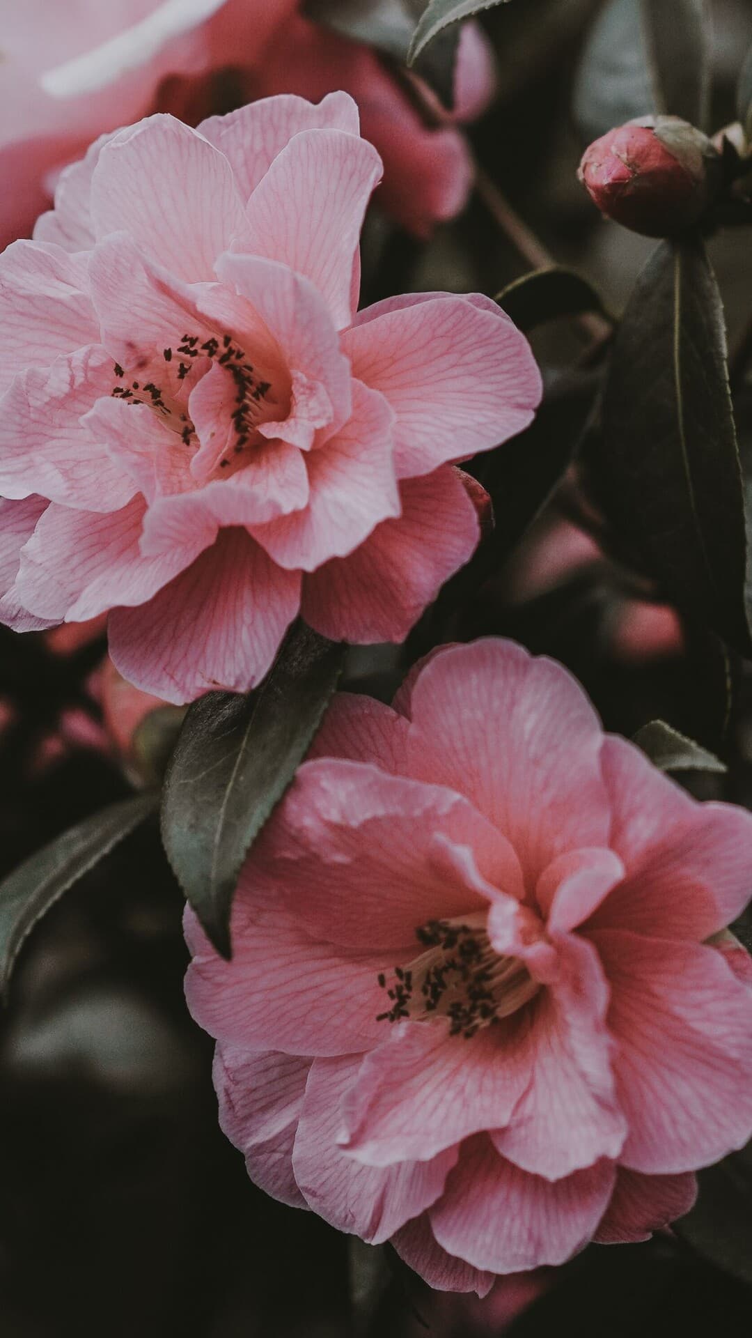 Aesthetic Wallpaper #1438