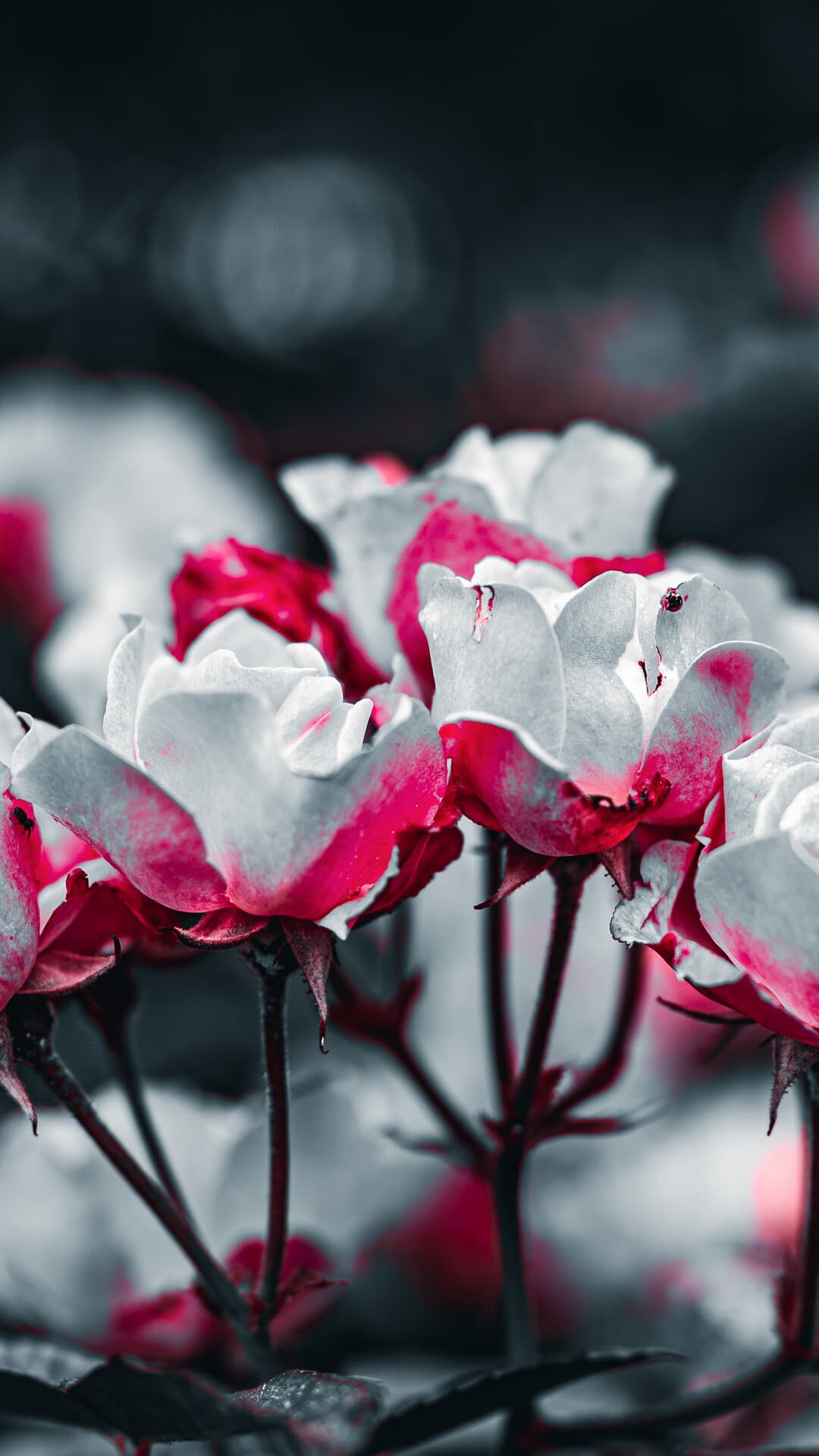 Aesthetic Wallpaper #9