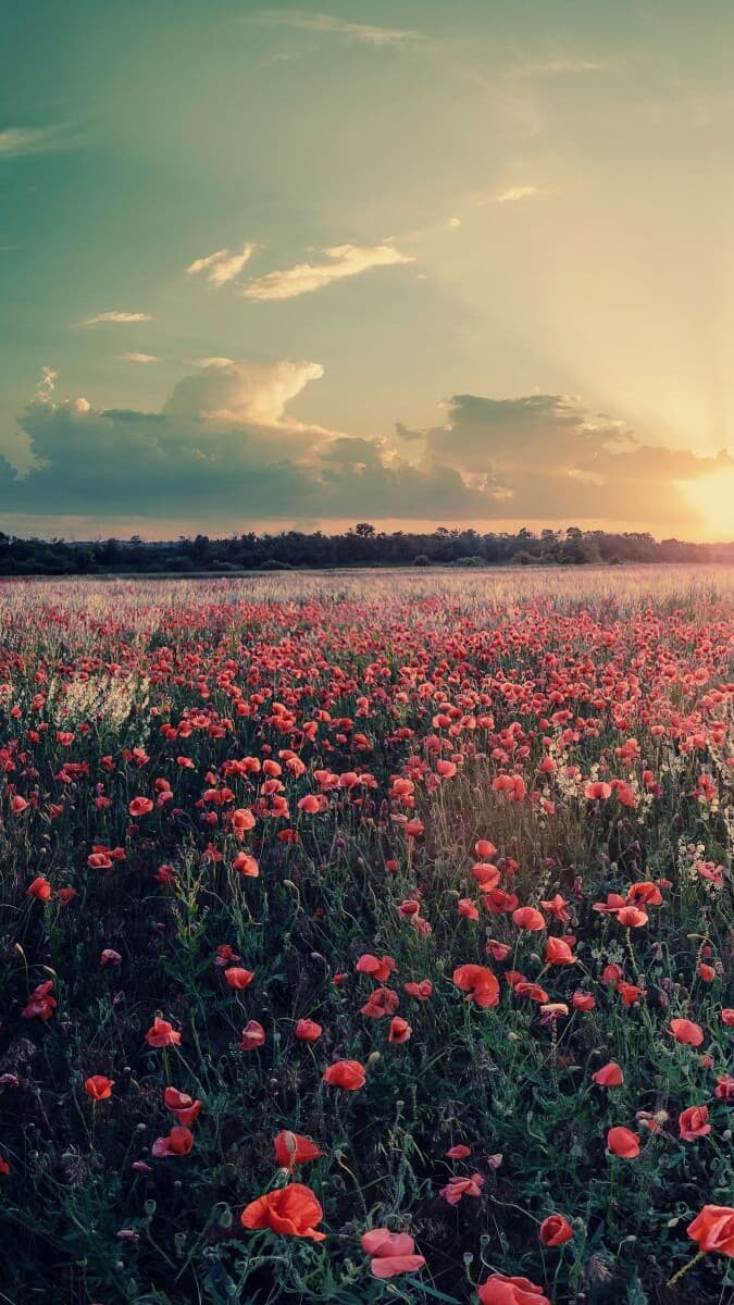 Aesthetic Wallpaper #5457