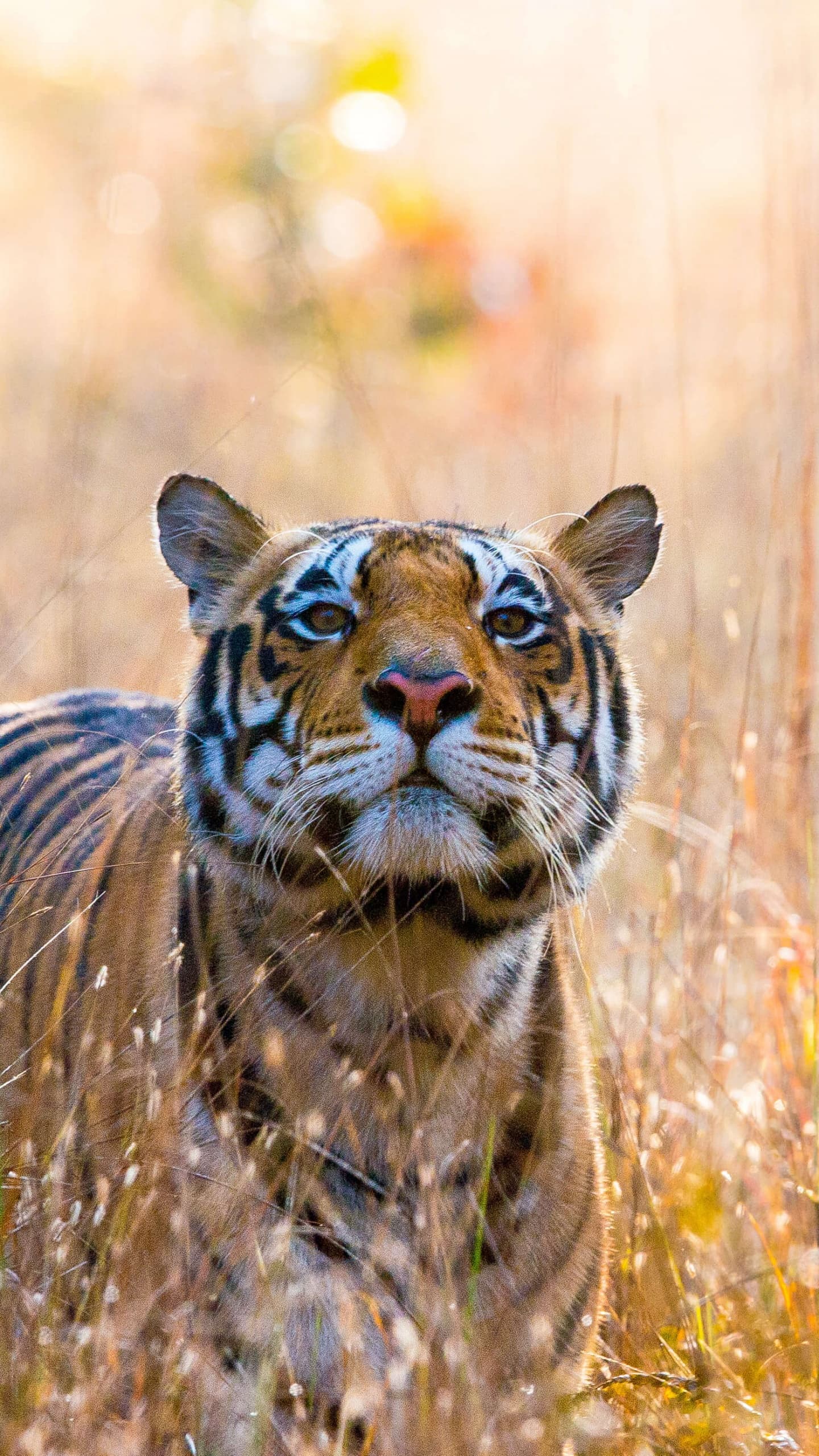 Wild Tiger Kanha National Park India 5k x