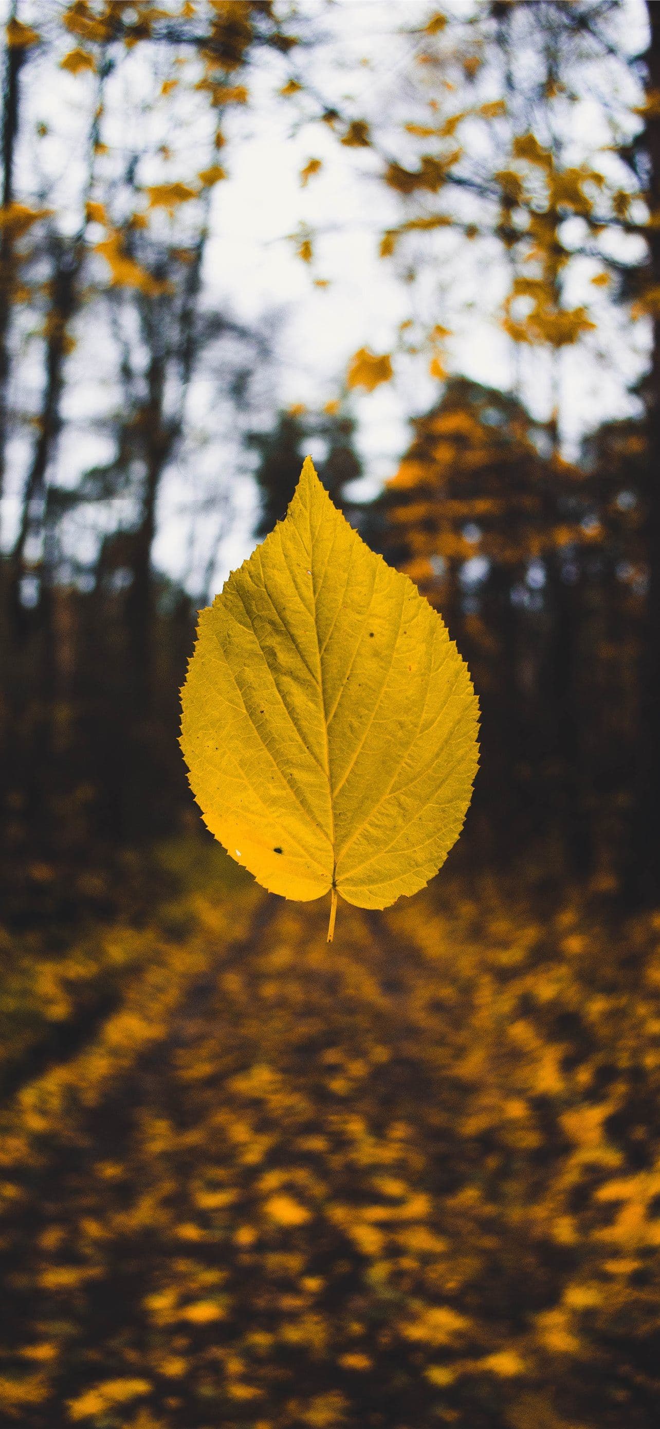 Yellow Leaf