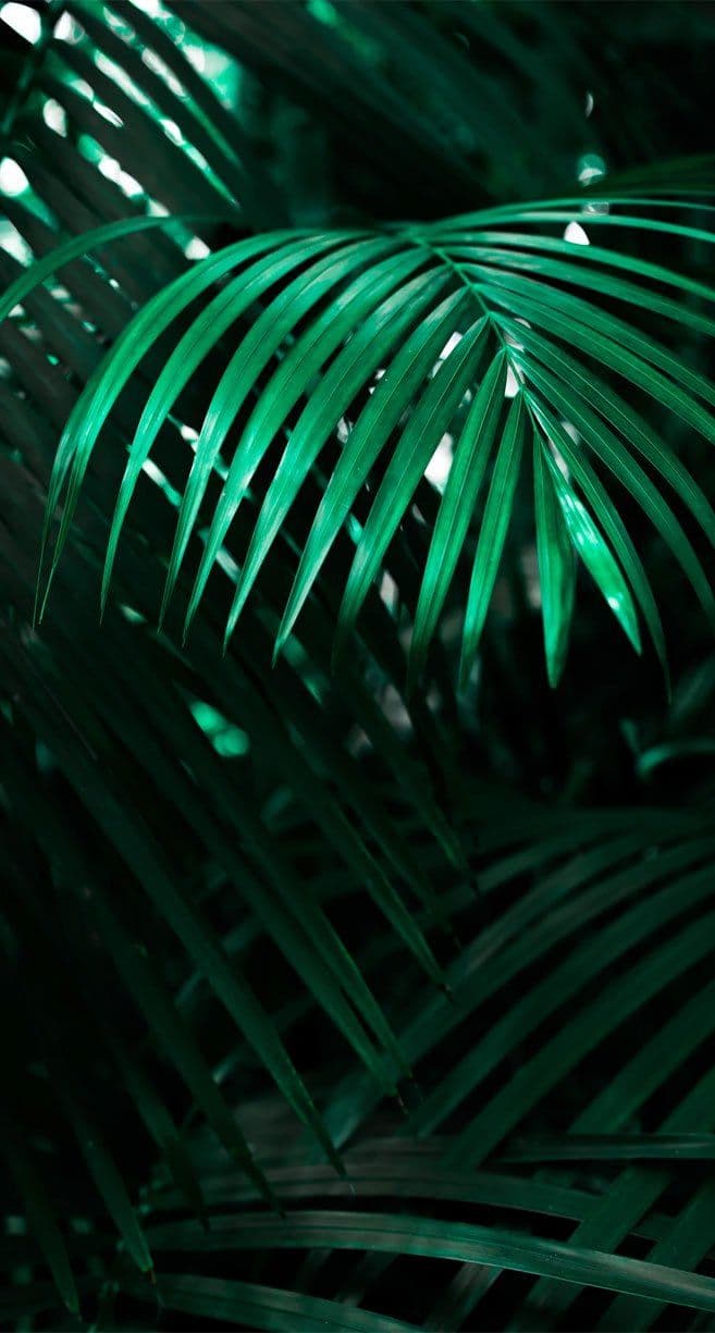 Wallpaper