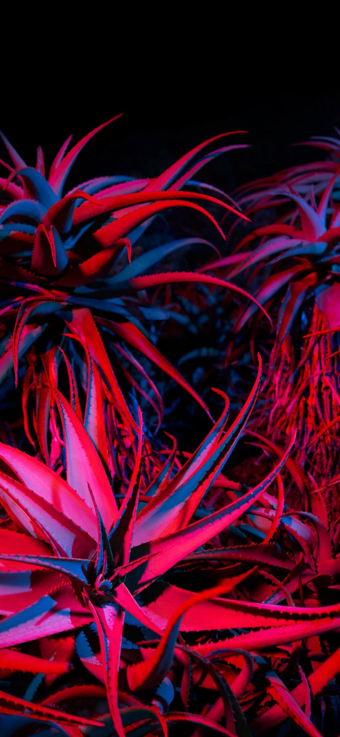 Big Sur Succulents By AR7 Iphone 13 Pro