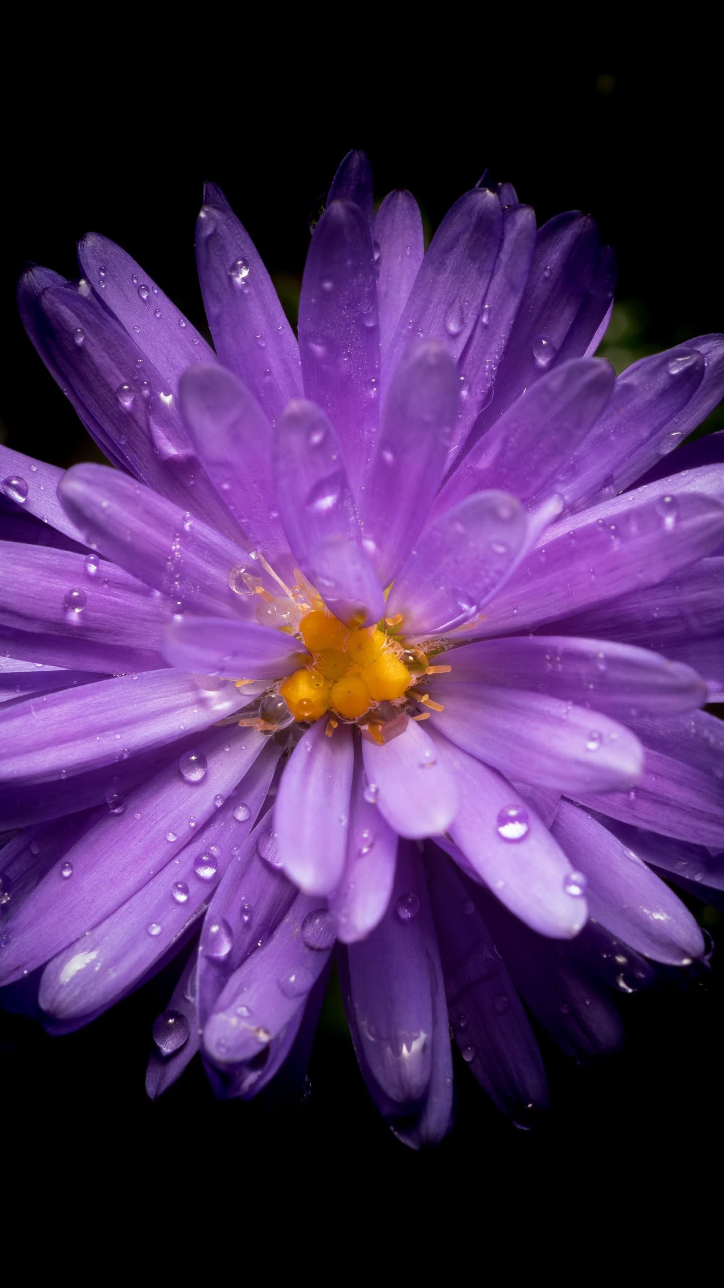 Aster Flower Purple Flower Black Background Amoled 5k x