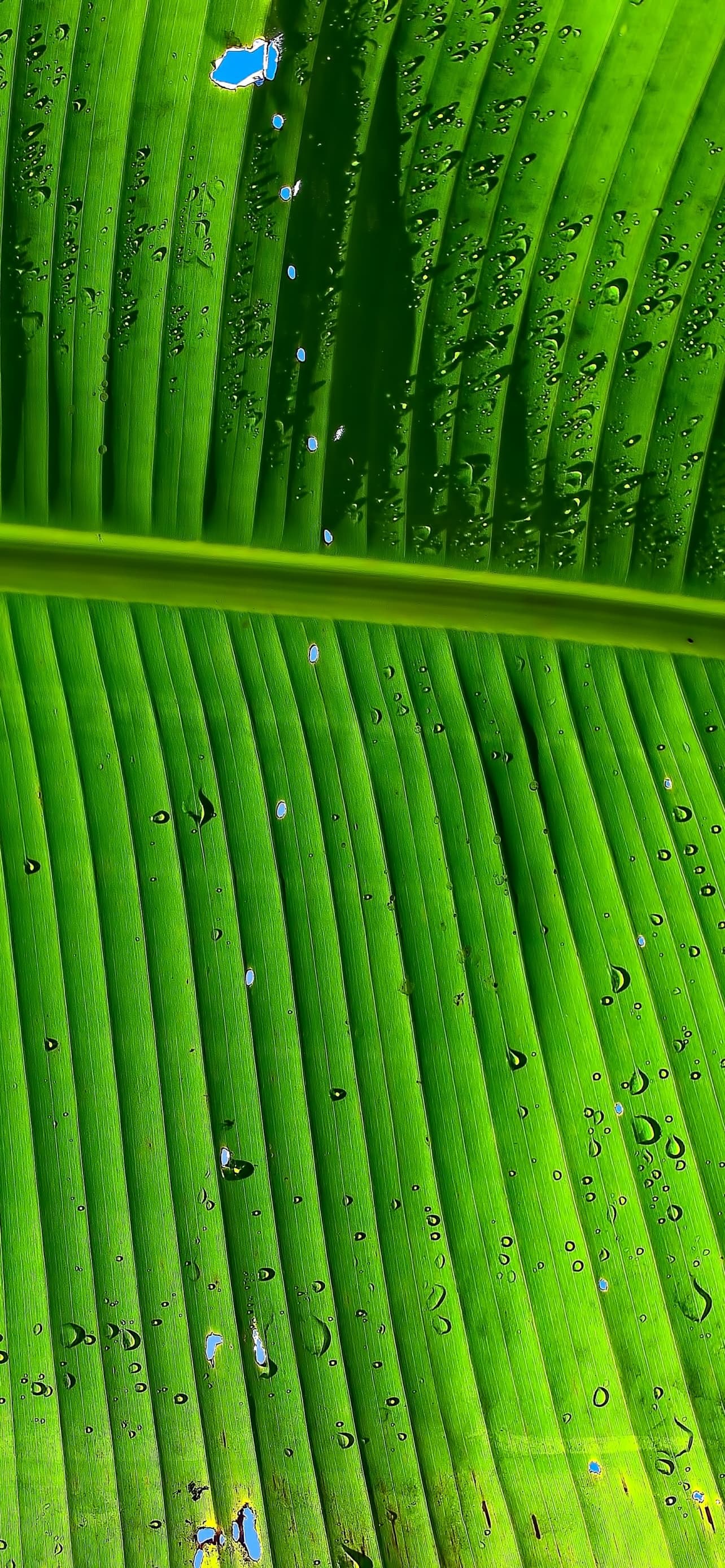 Banana Leaf Green Background Texture Pattern Water Drops x - free HD phone wallpaper for iPhone and Android, 1284x2778