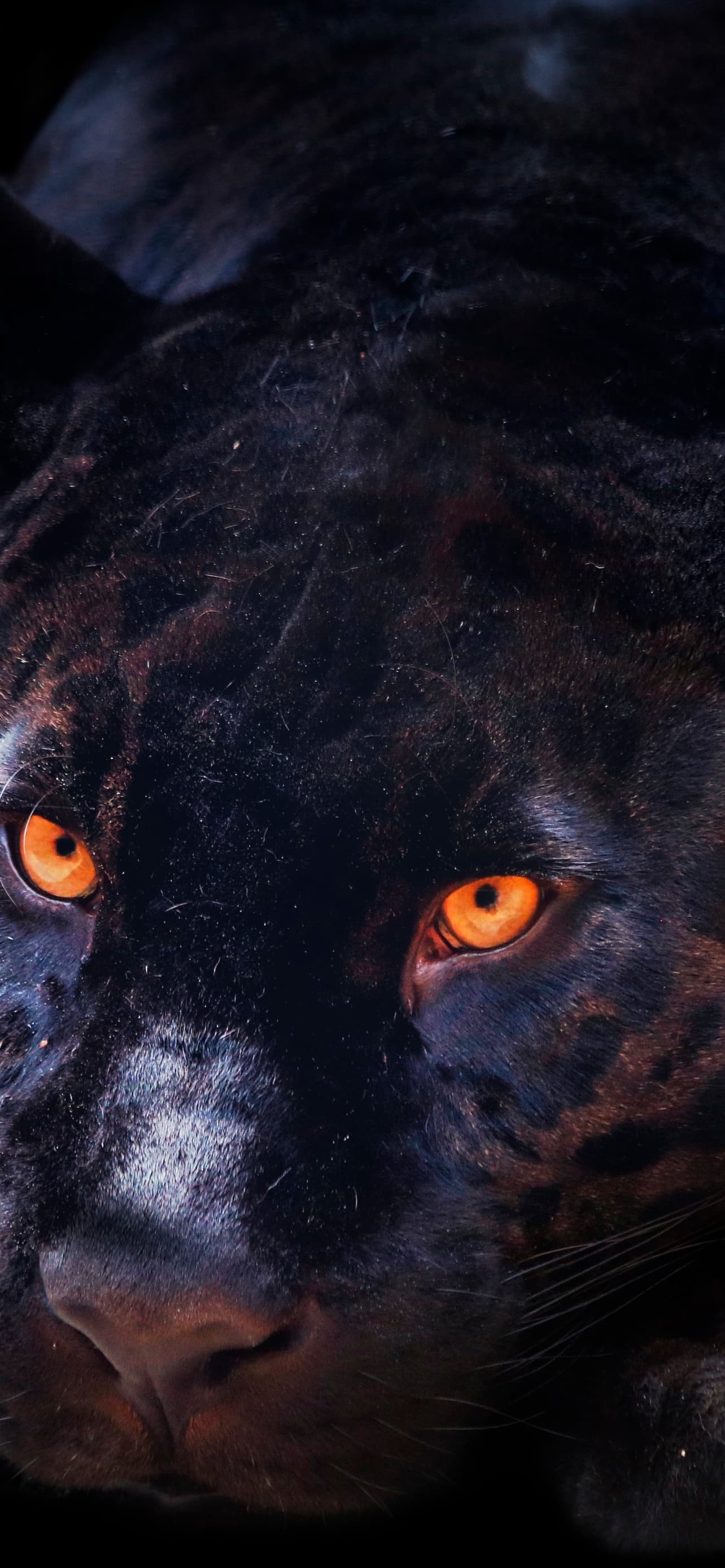 Black Panther Dark Background Wild Cat Scary Feline Big Cat x - free HD phone wallpaper for iPhone and Android, 1284x2778