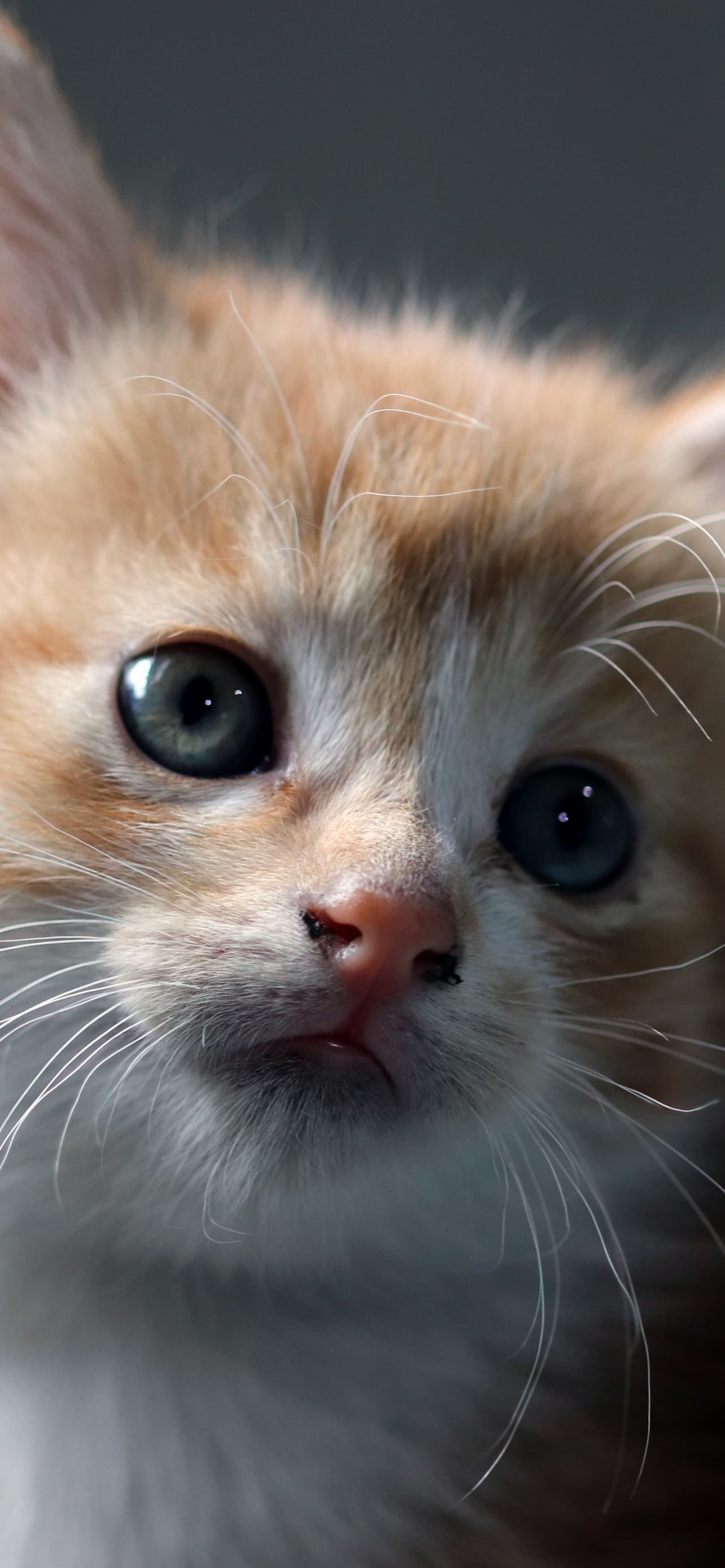Cat Kitten Pet Domestic Animals Cute Cat Portrait Fur Baby x - free HD phone wallpaper for iPhone and Android, 1284x2778