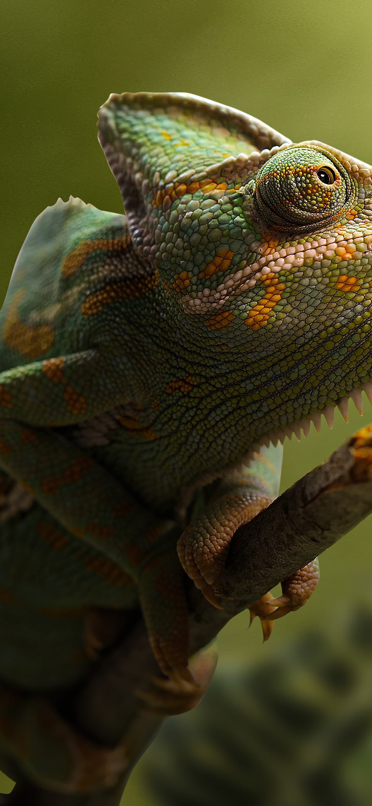 Chameleon Dragonfly Portrait Blurred Green Background x - free HD phone wallpaper for iPhone and Android, 1284x2778