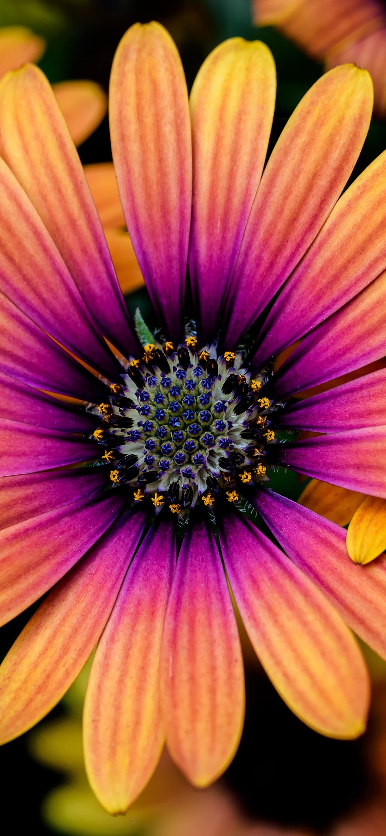 Daisy Flowers Colorful Flowers Yellow Pink Closeup Macro x