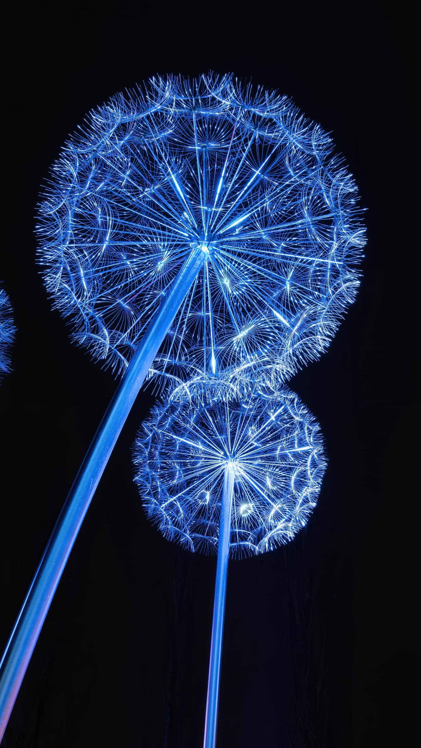 Dandelion Lights Dandelion Flowers Tourist Attraction Night x