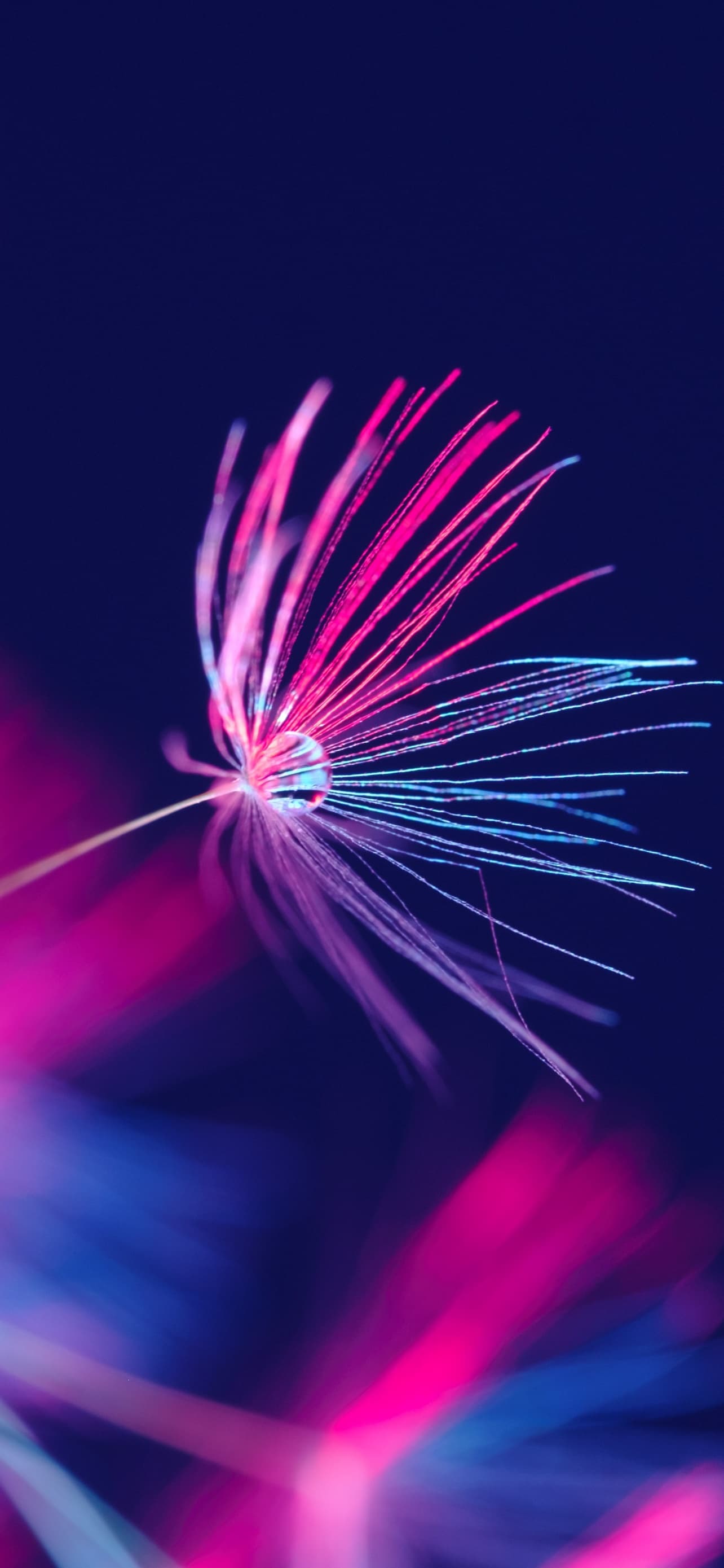 Dandelion Seeds Dandelion Flower Water Drop Blossom Purple x - free HD phone wallpaper for iPhone and Android, 1284x2778