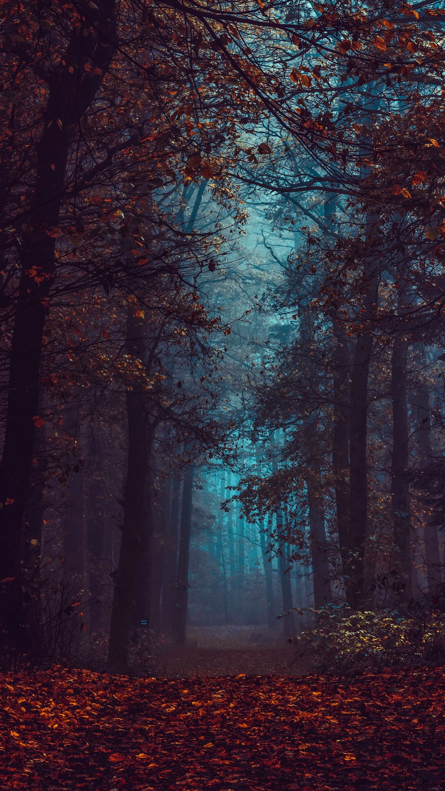 Forest Fall Foliage Fog Morning Dark Path Autumn Forest x - free HD phone wallpaper for iPhone and Android, 1284x2778