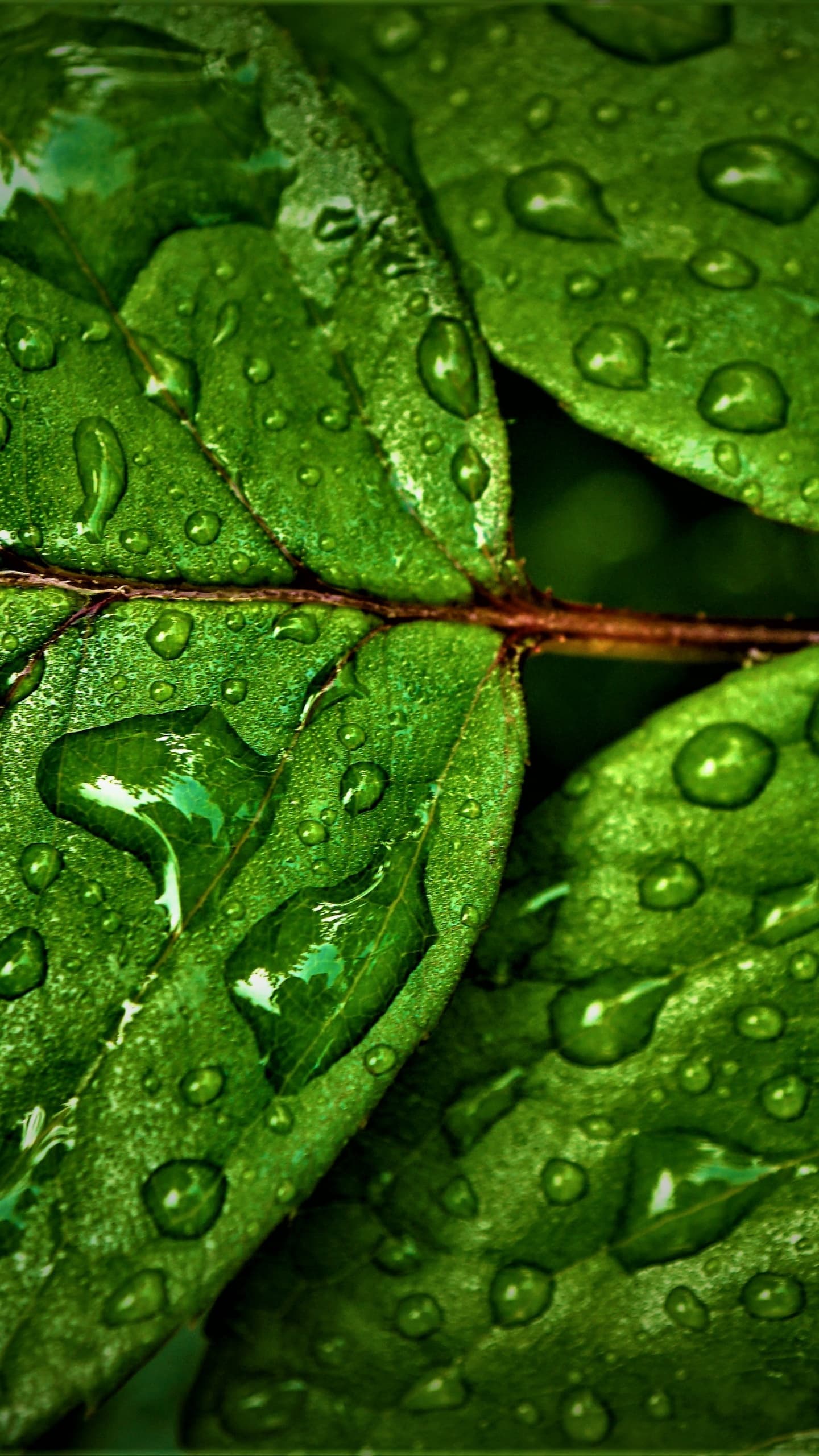 Green Leaves Wet Rain Drops Water Drops Closeup Macro x - free HD phone wallpaper for iPhone and Android, 1284x2778