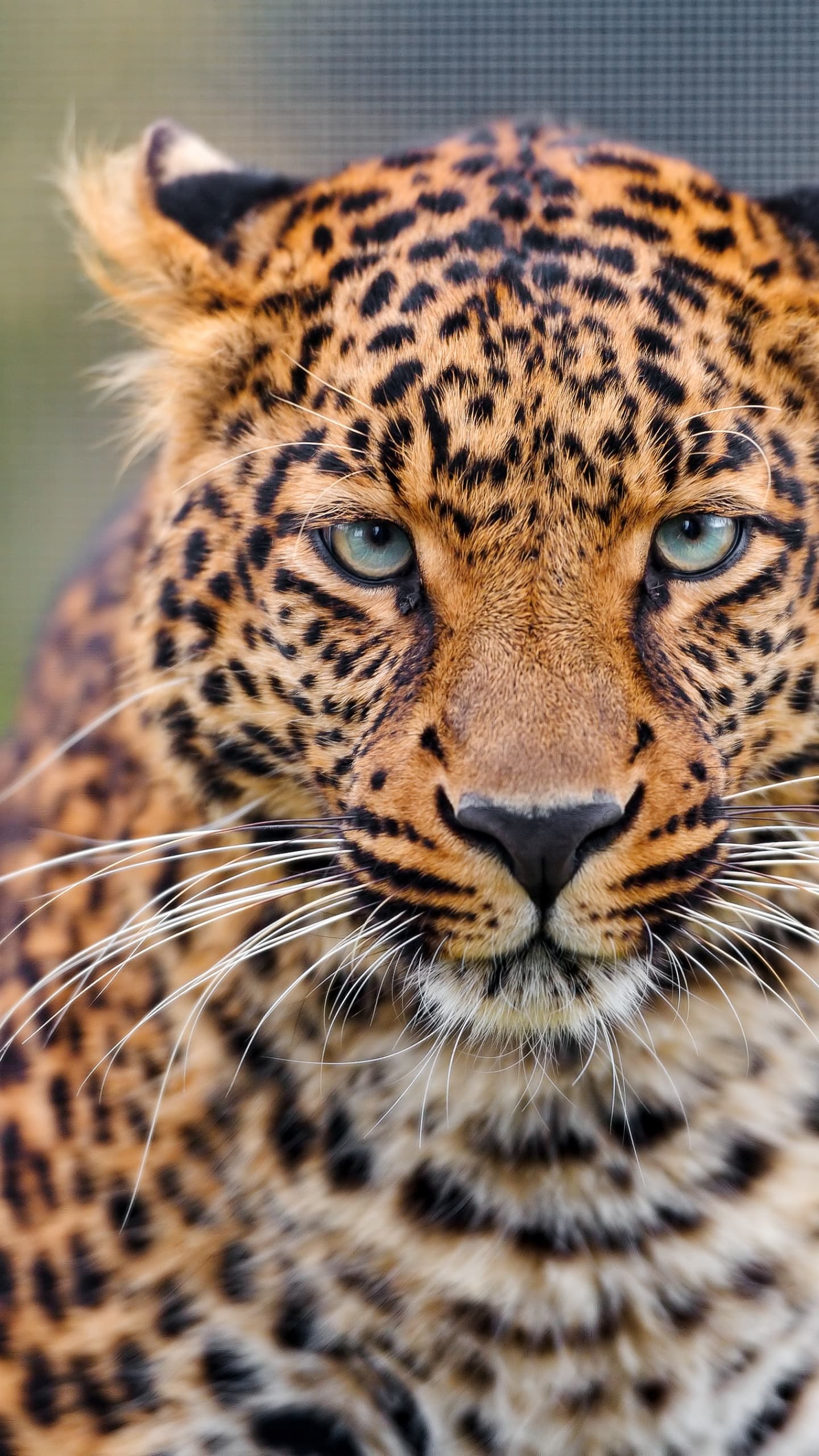 Leopard Zoo Wild Animal Closeup Face Big Cat Carnivore x - free HD phone wallpaper for iPhone and Android, 1284x2778