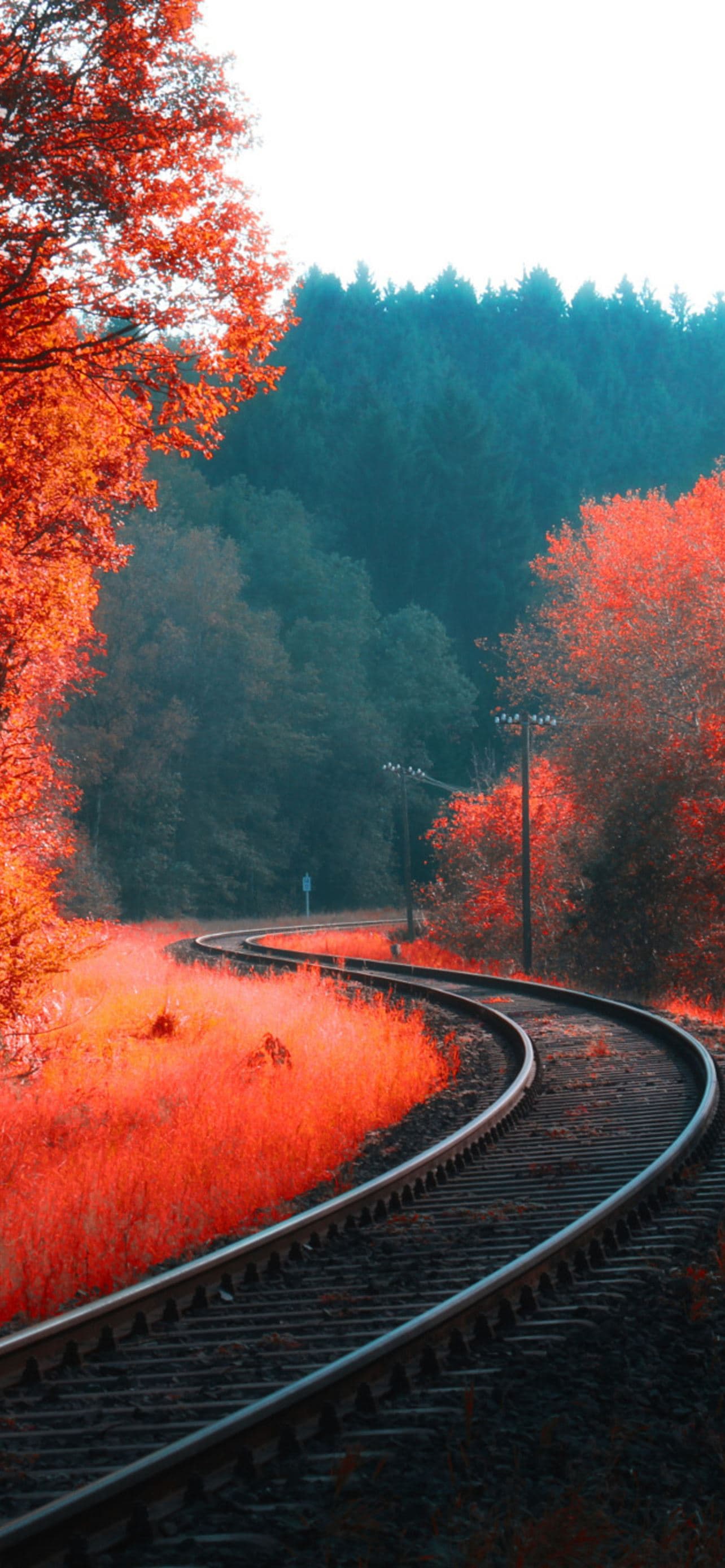 Railway Autumn Forest - free HD phone wallpaper for iPhone and Android, 1284x2778