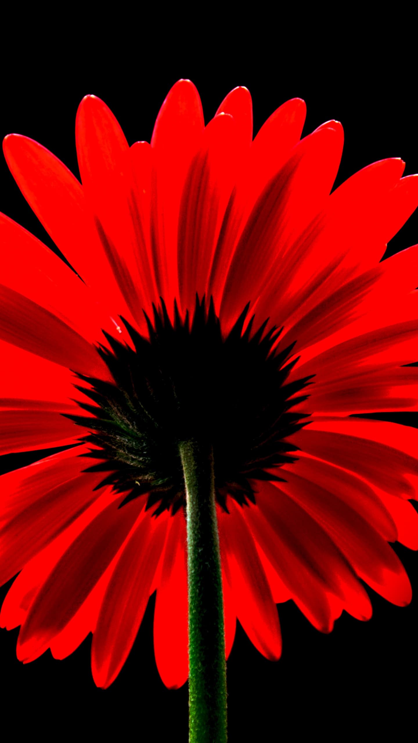 Red Gerbera Daisy Red Flower Black Background Red Daisy 5k x - free HD phone wallpaper for iPhone and Android, 1284x2778