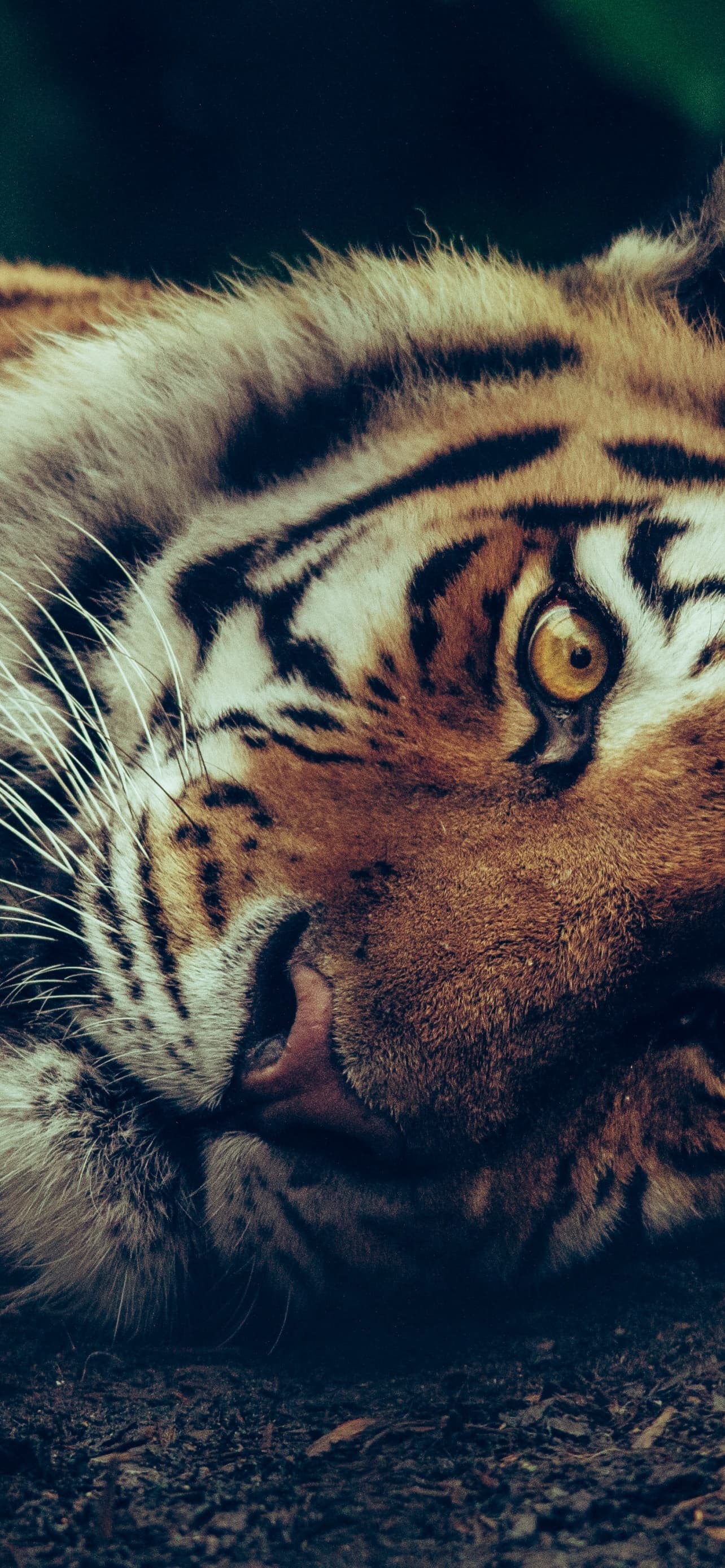 Siberian Tiger Starring Close Up Selective Focus Big Cat x - free HD phone wallpaper for iPhone and Android, 1284x2778