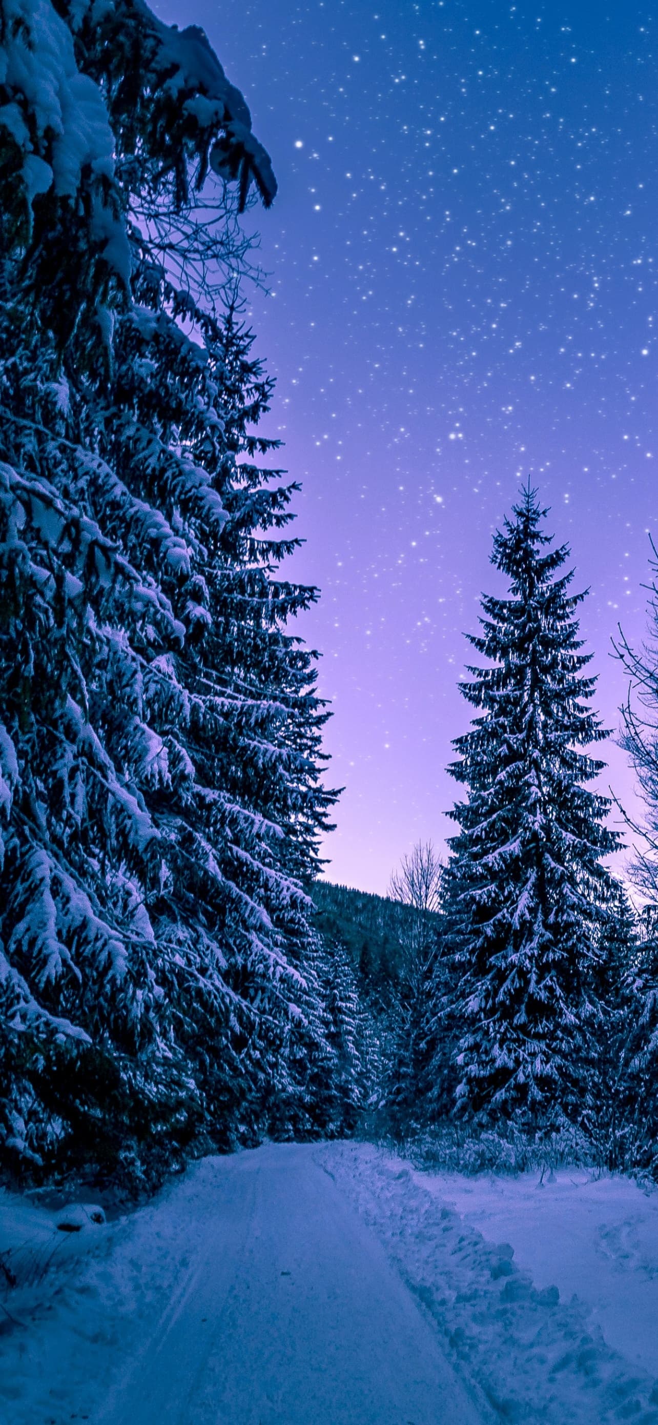Snowy Trees Winter Forest Frozen Snow Covered Night Sky x