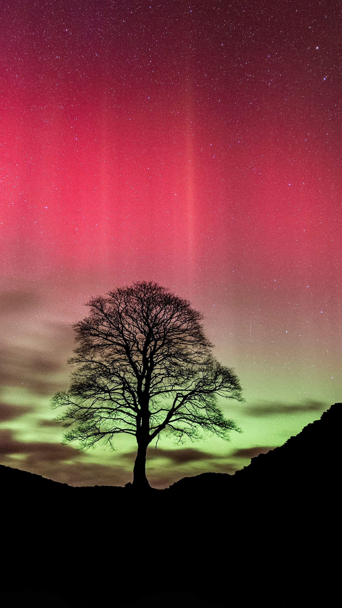 Sycamore Gap Tree Aurora Sky Northern Lights Silhouette x - free HD phone wallpaper for iPhone and Android, 1284x2778