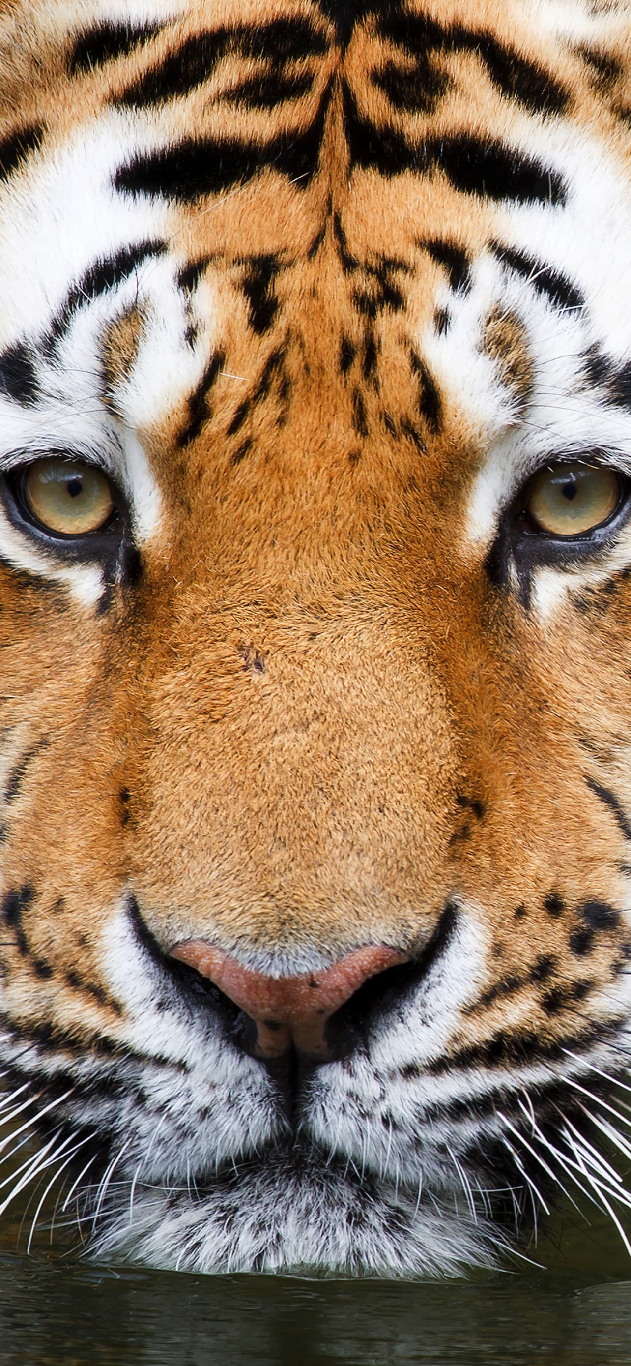 Tiger Zoo Wildlife Big Cat Closeup Wuppertal Germany x