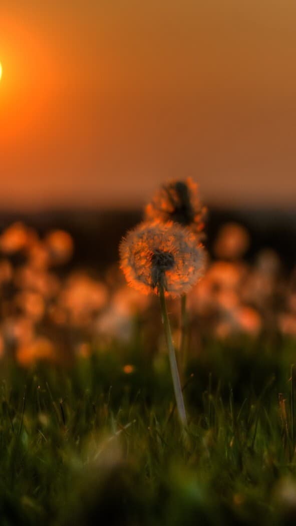Aesthetic Wallpaper #2911 - free HD phone wallpaper for iPhone and Android, 1284x2778