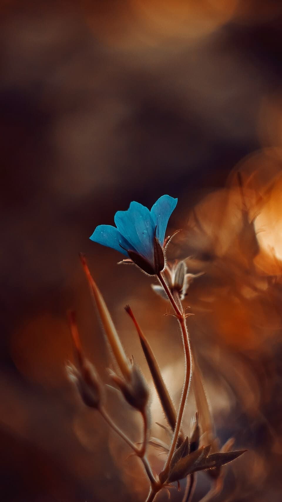 Aesthetic Wallpaper #2086 - free HD phone wallpaper for iPhone and Android, 1284x2778