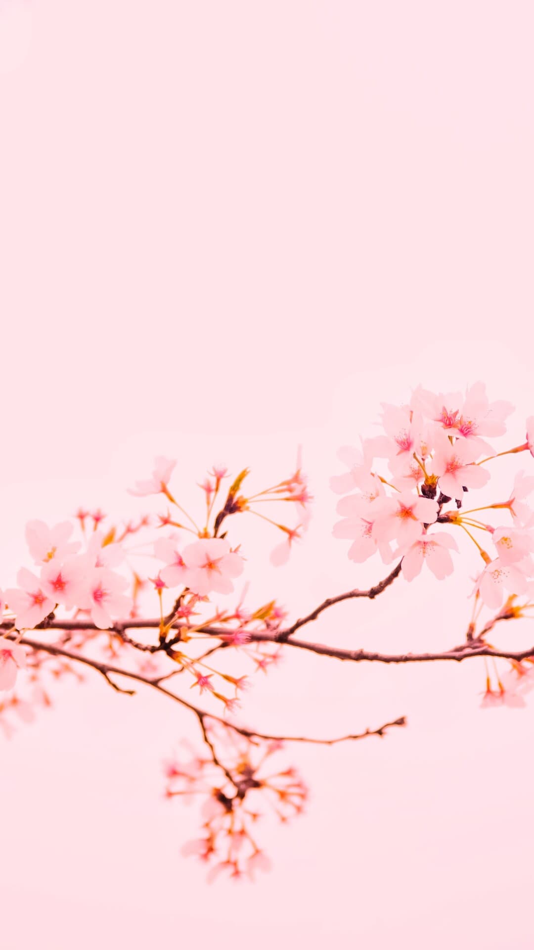 Aesthetic Wallpaper #122 - free HD phone wallpaper for iPhone and Android, 1284x2778