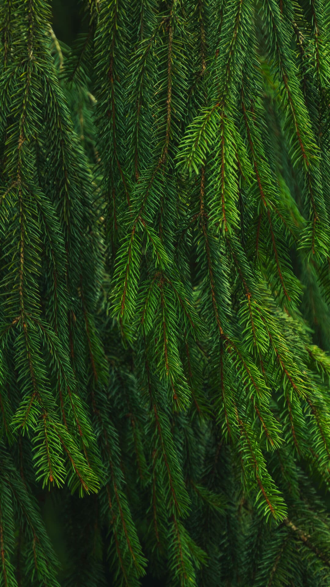 Aesthetic Wallpaper #1344 - free HD phone wallpaper for iPhone and Android, 1284x2778