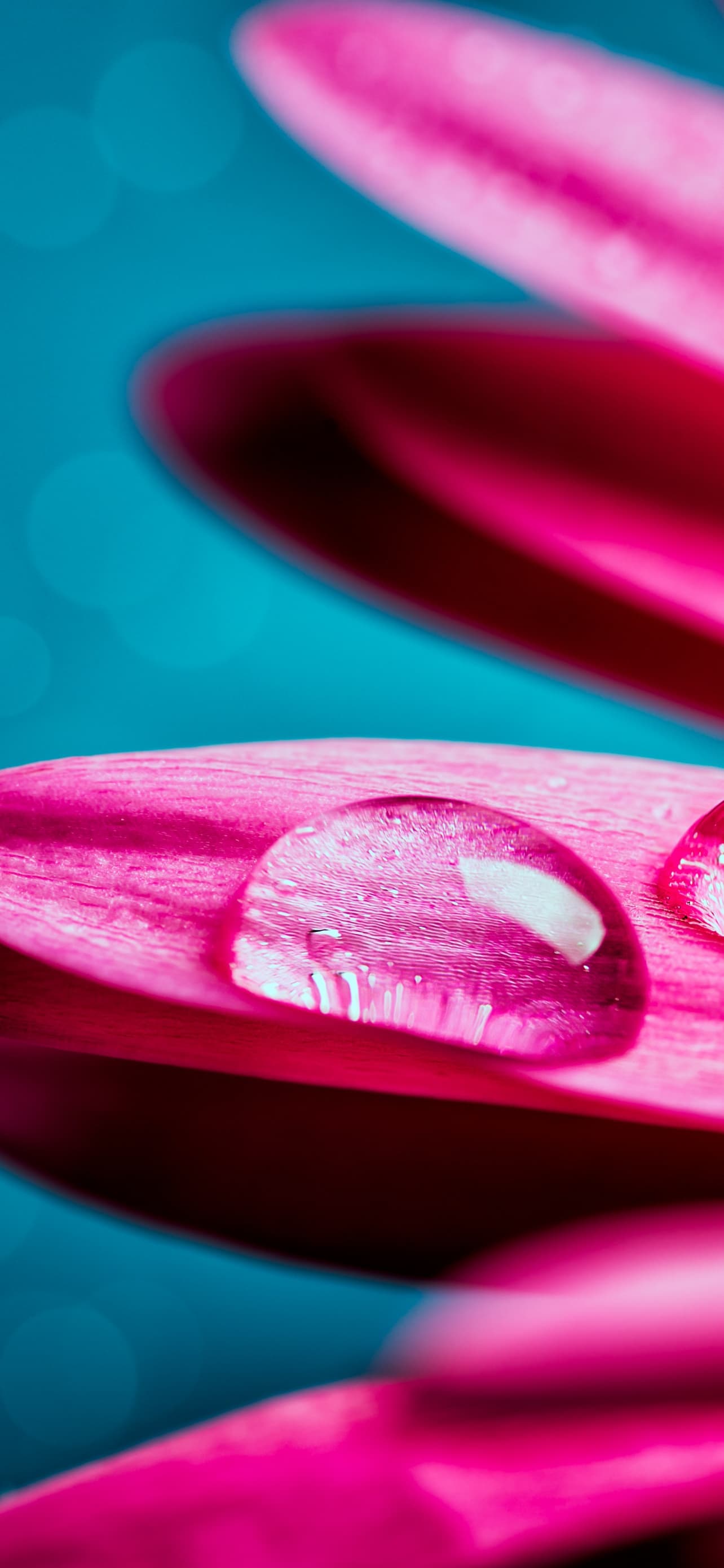 Water Droplets Gerbera Flower Petals Closeup Macro Pink x - free HD phone wallpaper for iPhone and Android, 1284x2778